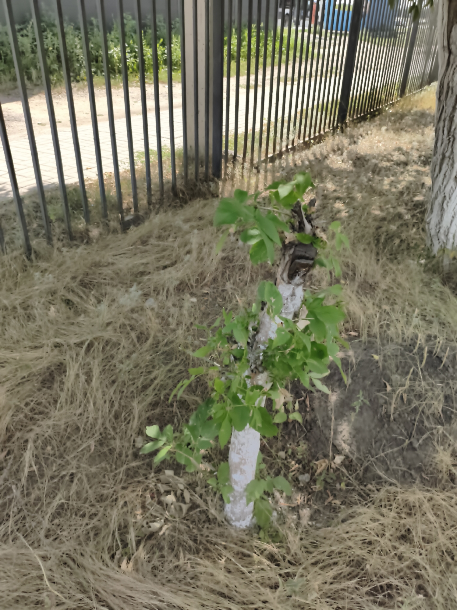 The image depicts a young tree sapling with white-painted bark and green leaves, planted in a patch of dry, light-brown grass. The sapling is positioned in front of a dark metal fence, which runs diagonally across the background. Beyond the fence, there is a paved walkway and some greenery. To the right of the sapling, the rough bark of a larger tree trunk is visible. The scene appears to be outdoors in a possibly urban or suburban environment, given the fence and paved area. The lighting suggests it is daytime, with sunlight casting shadows. The overall impression is one of a street-side planting or a park area. Based on the limited visual information, it's impossible to definitively pinpoint the exact location within Aktobe, Kazakhstan.