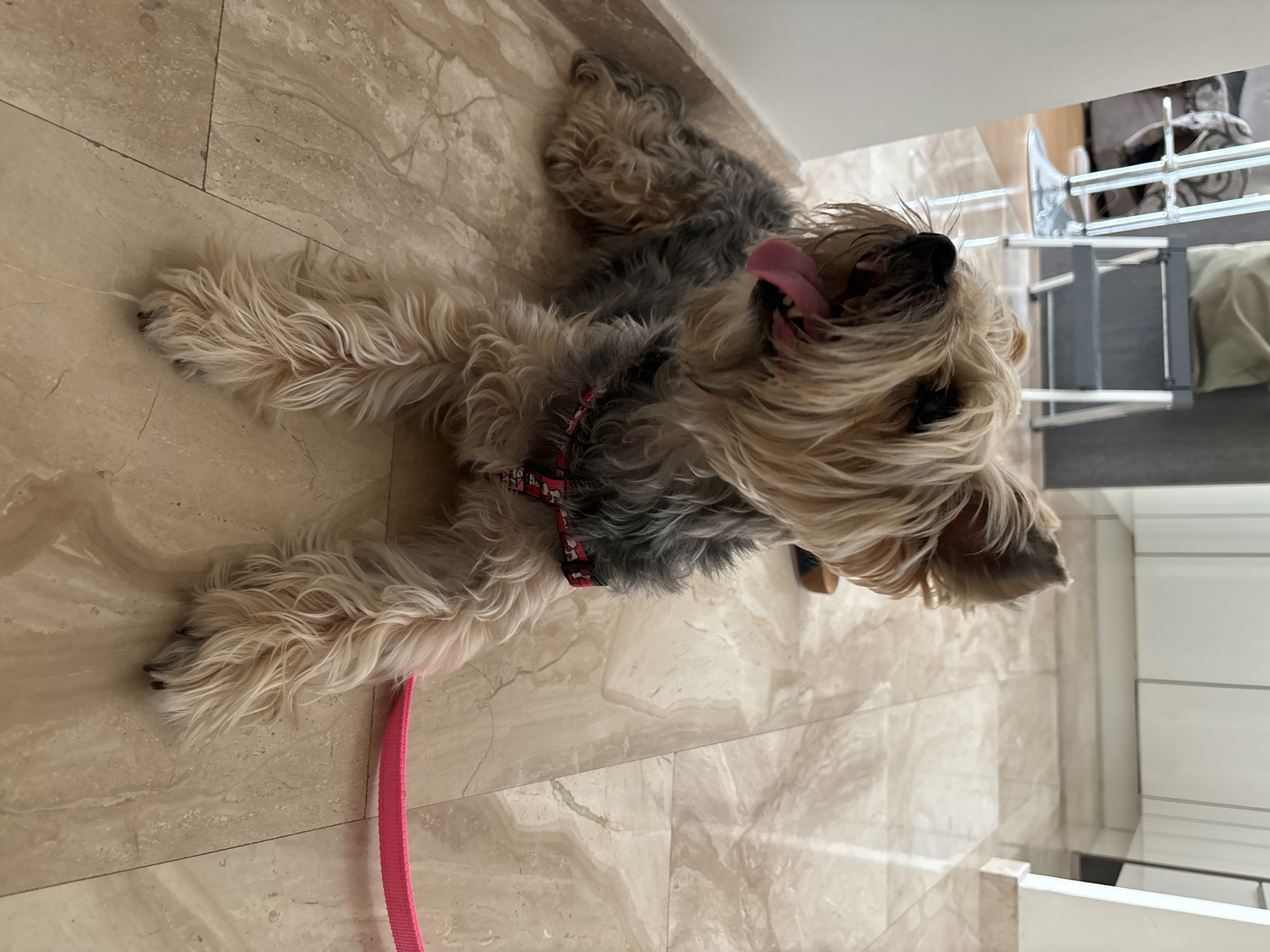 A Yorkshire Terrier dog is lying on a marble floor with its tongue out. The dog is wearing a red and black patterned harness and a bright pink leash. In the background, there are kitchen cabinets and a step stool. The floor tiles are a light beige with brown veining.