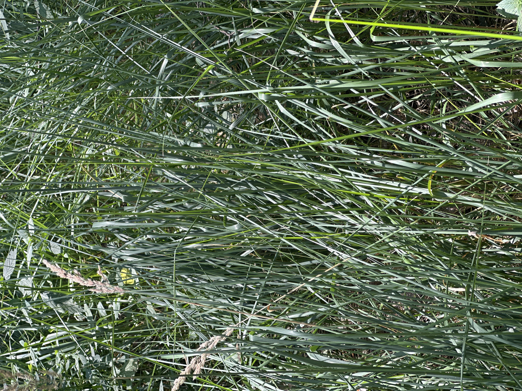 The image shows a close-up, overhead view of dense, green grass and reeds. The blades are long and slender, varying in shade from deep green to a lighter, almost yellowish-green where the sunlight hits them directly. Some of the grass appears to be dry and light brown, particularly in the upper left and center portions of the image. In the upper left, a stalk of dried grass with a feathery seed head is visible. The overall impression is one of natural, uncultivated growth. The scene appears to be an outdoor environment, possibly a field or marshland. There are no people or animals visible in the image. The lighting suggests it is daytime, with sunlight filtering through the vegetation.