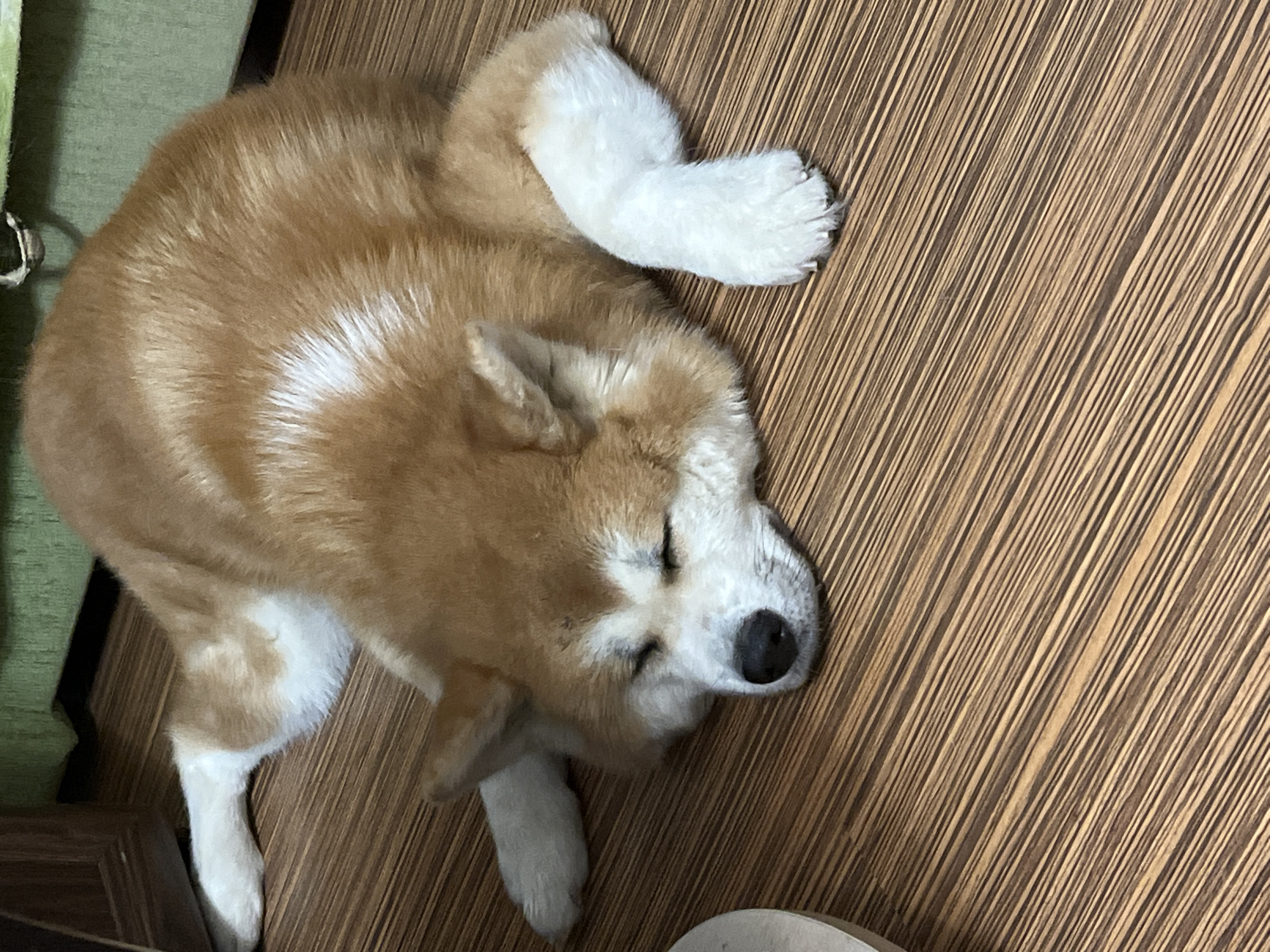A tan and white dog is sleeping on a wooden floor. The dog is curled up on its side with its eyes closed and its head resting on its paws. The floor is made of dark wood planks with a visible grain pattern. The background is out of focus and appears to be a green surface, possibly a rug or furniture. The lighting suggests it might be indoors during the daytime. The overall mood is peaceful and relaxed. There is no visible text in the image.