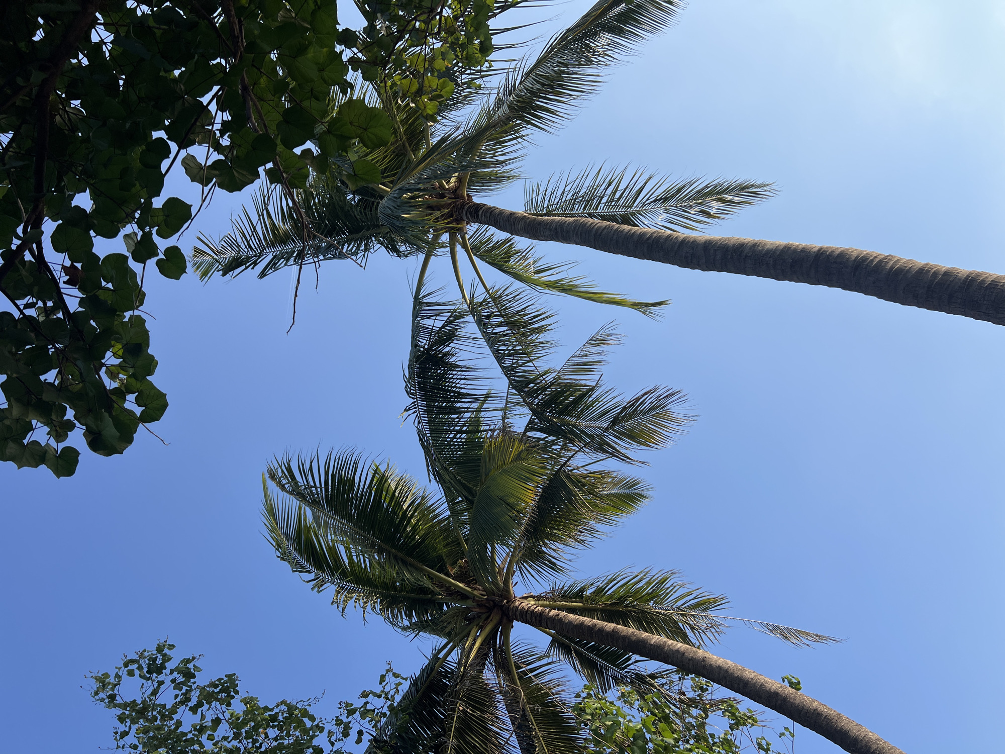 The image captures a clear blue sky with the tops of two tall palm trees prominently featured, their fronds extending outwards. To the upper left and upper right of the frame, the green leaves of other trees are visible, partially obscuring the sky. The scene appears to be an outdoor environment, possibly a tropical location like Kuta, Indonesia, given the presence of palm trees and lush foliage against a bright sky. There are no people or visible actions depicted in the image.