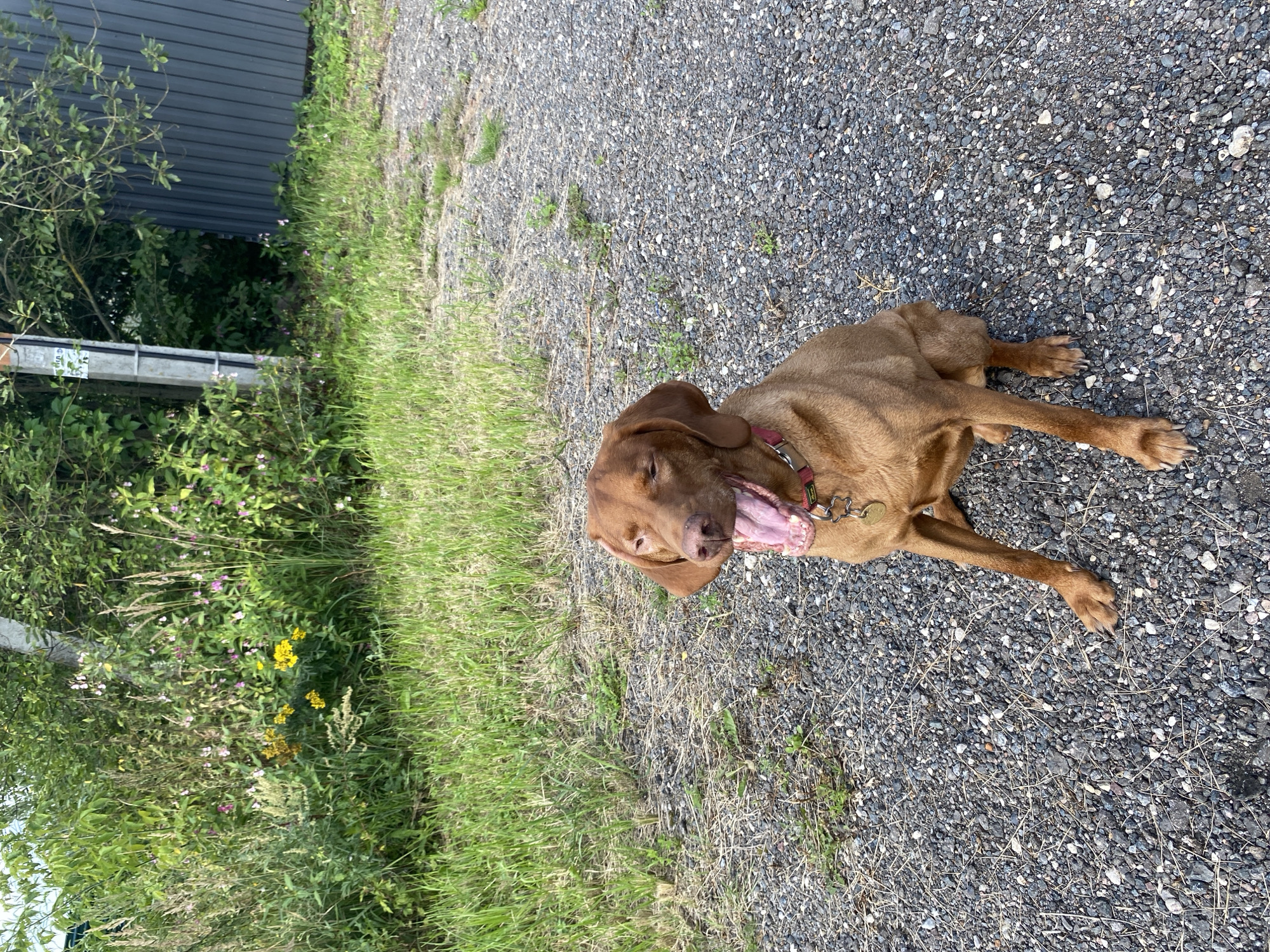 A medium-shot, eye-level, outdoor photograph captures a brown Vizsla dog sitting on a gravel path. The dog is facing left and yawning widely, with its mouth open and tongue visible. A red collar with a dog tag is around its neck. The background consists of a grassy area with wildflowers and bushes, leading to a tall, gray metal fence. The lighting suggests it is daytime.