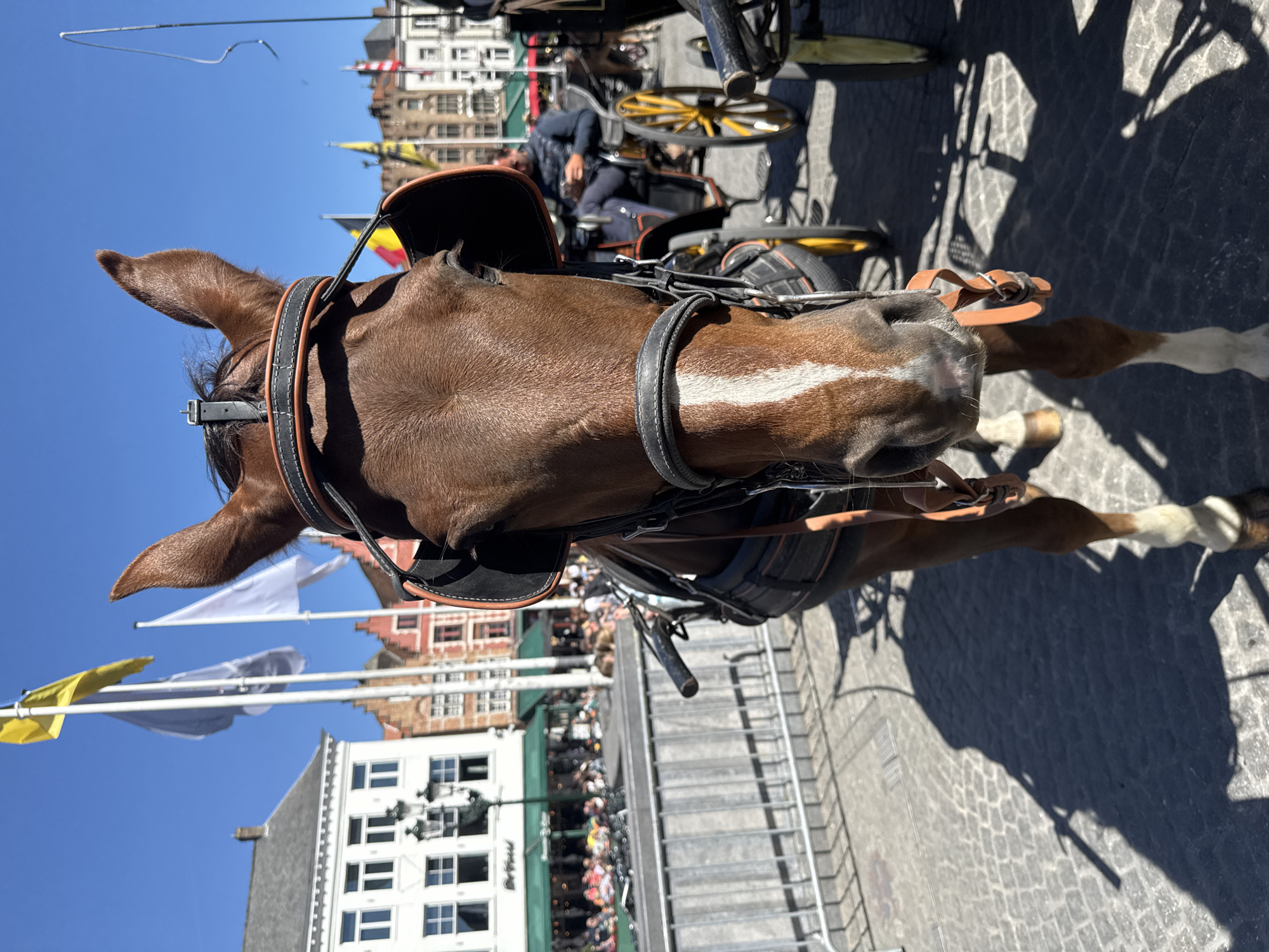 This media file captures a high-angle view of a brown horse in Bruges, Belgium, harnessed to a carriage, presumably for a city tour. The horse is the dominant subject, positioned centrally, looking slightly to its right. It has a distinctive white blaze running down its face and white 'stockings' on its lower legs. The horse wears a sturdy black and brown leather harness.
In the background, a person, likely the carriage driver, is partially visible sitting in the carriage. Further back and below, many small figures indicate people walking or gathering on a busy street or square. The ground is paved with traditional cobblestones.
The setting reveals historic European architecture, with buildings featuring multi-storied facades and some with red-tiled roofs, characteristic of Bruges. Several flags are flying from poles against a clear blue sky, including the national flag of Belgium (black, yellow, and red vertical stripes) and plain white and yellow flags.
The activity depicted is a horse-drawn carriage ride, a common tourist attraction. The scene is brightly lit by strong sunlight, casting long, distinct shadows on the cobbled ground, suggesting it is mid-day or afternoon on a clear, sunny day. The perspective is unique, taken from above the horse's head, possibly from within the carriage itself. No clearly readable text is visible in the image.