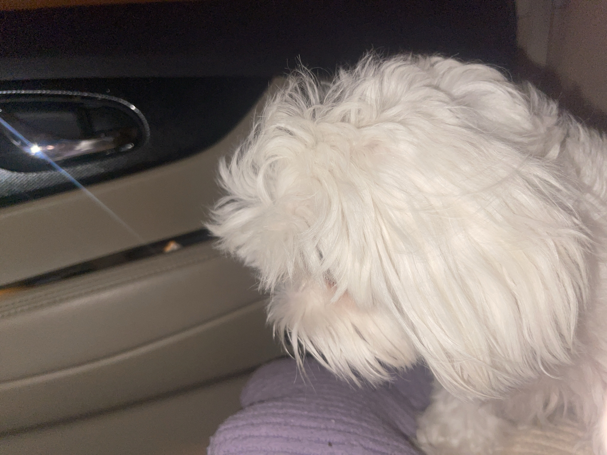 In Godijelji, Montenegro, a white, fluffy dog with its face obscured by fur is positioned inside a vehicle. The dog is looking towards the left side of the frame, where a car door handle with a metallic finish and a reflective surface is visible. The interior of the car appears to be made of light-colored material, possibly leather, and there's a hint of a purple textured fabric underneath the dog, suggesting it might be sitting on a blanket or clothing. The lighting in the scene is dim, with a bright glare reflecting off the car door handle.