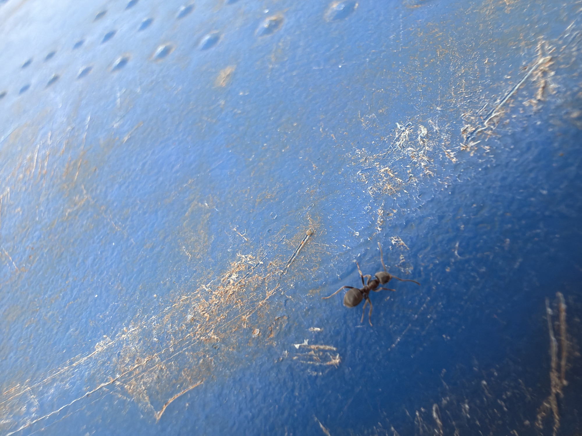 A close-up shot depicts a single ant on a blue, textured surface. The ant is dark in color, with visible legs and antennae. The blue surface appears to be slightly marred or scratched. The image was taken outdoors. The presence of bumps on the blue surface indicates the material is likely plastic. The location is not determinable from the image.