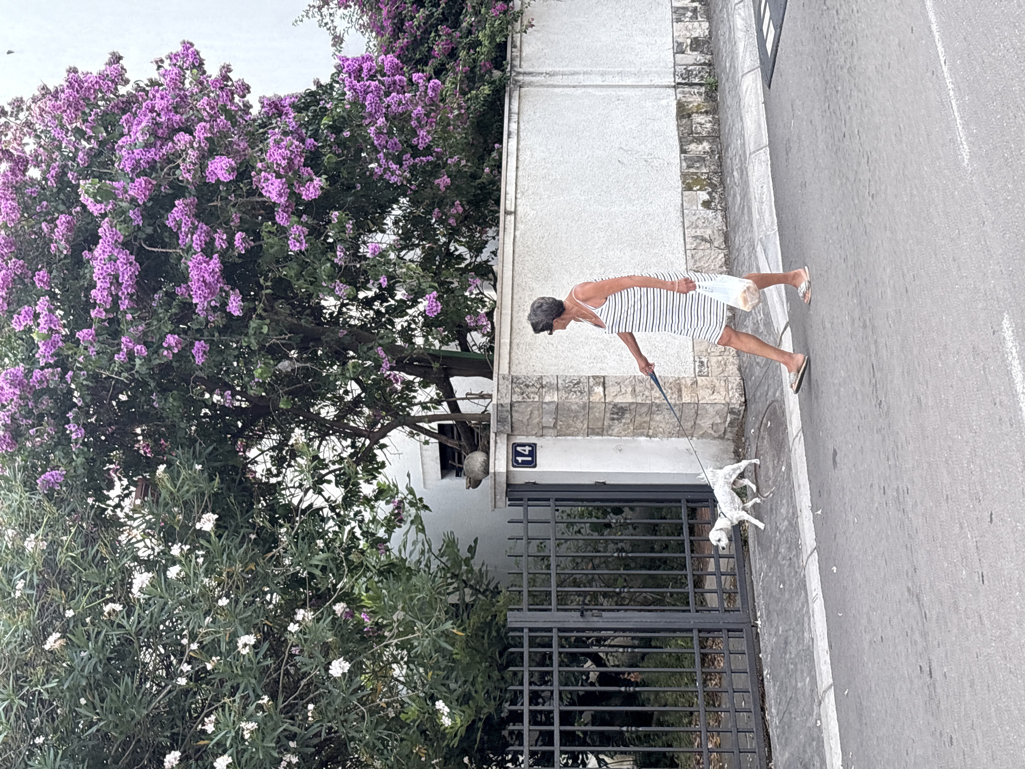 A woman with short grey hair, wearing a white and black striped dress and sandals, walks a small white dog on a leash. She is also carrying a white plastic bag containing bread rolls. The woman and dog are on a sidewalk next to a street. Behind them is a white wall with a stone pillar on the left that has the number "14" displayed on it. A dark metal gate is to the left of the pillar, and behind the gate is greenery. A large tree with abundant purple flowers and some white flowers is visible above the wall and gate. The scene appears to be in a residential area, possibly in Budva, Montenegro.