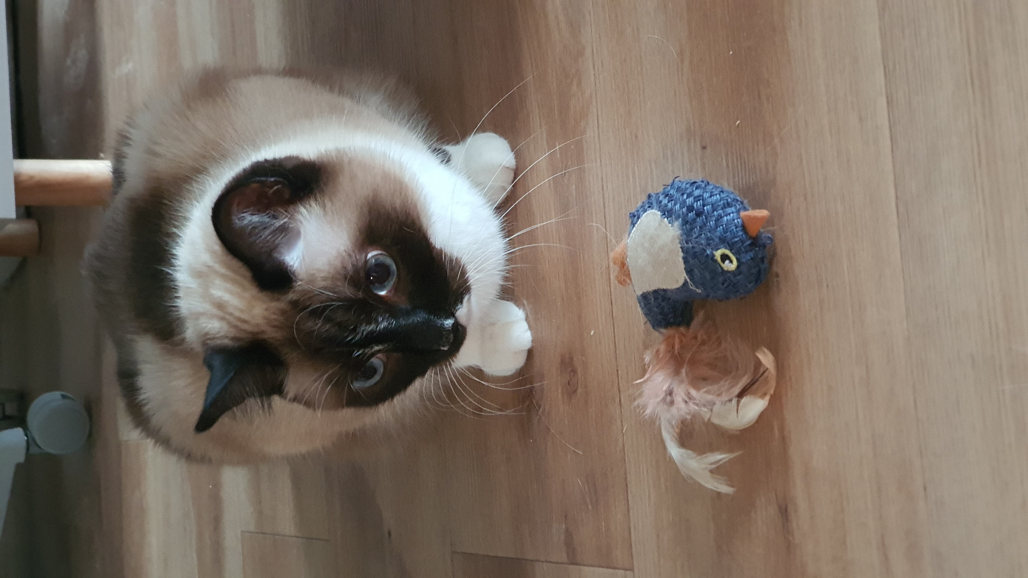 A fluffy, light brown Siamese cat with dark brown markings on its face and ears sits on a light brown wooden floor, looking down at a cat toy. The toy is shaped like a small blue bird with a light cream-colored patch on its chest, a yellow eye, and an orange beak. To the left of the bird toy, there is a cluster of light brown and white feathers. The cat is in the process of observing its toy, with its body angled towards the ground and its gaze intently fixed on the toy. The background shows the lower portion of furniture with a white laminate finish, possibly a desk or table, and a white office chair with a visible wheel. The scene appears to be indoors, likely in a residential setting. There is no information provided that would allow for the identification of the city of Krasnoyarsk, Russia.