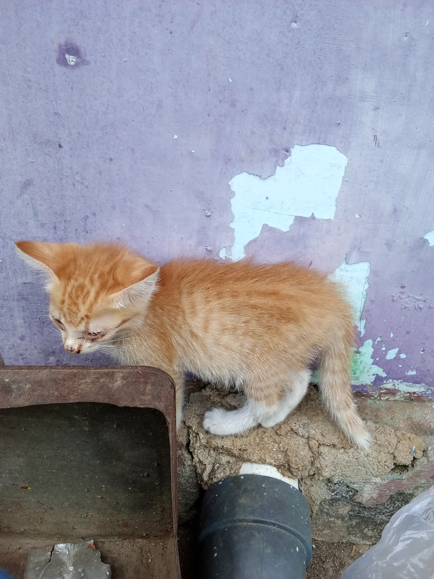 A ginger tabby kitten with closed eyes stands on rough, sandy ground next to a rusty metal object. The kitten is positioned in front of a peeling, purple-painted wall with patches of light blue. To the right of the kitten, a black pipe and a white plastic bag are visible on the ground. The scene appears to be outdoors in an urban environment, likely a neglected alleyway or backyard. The lighting suggests it is daytime.