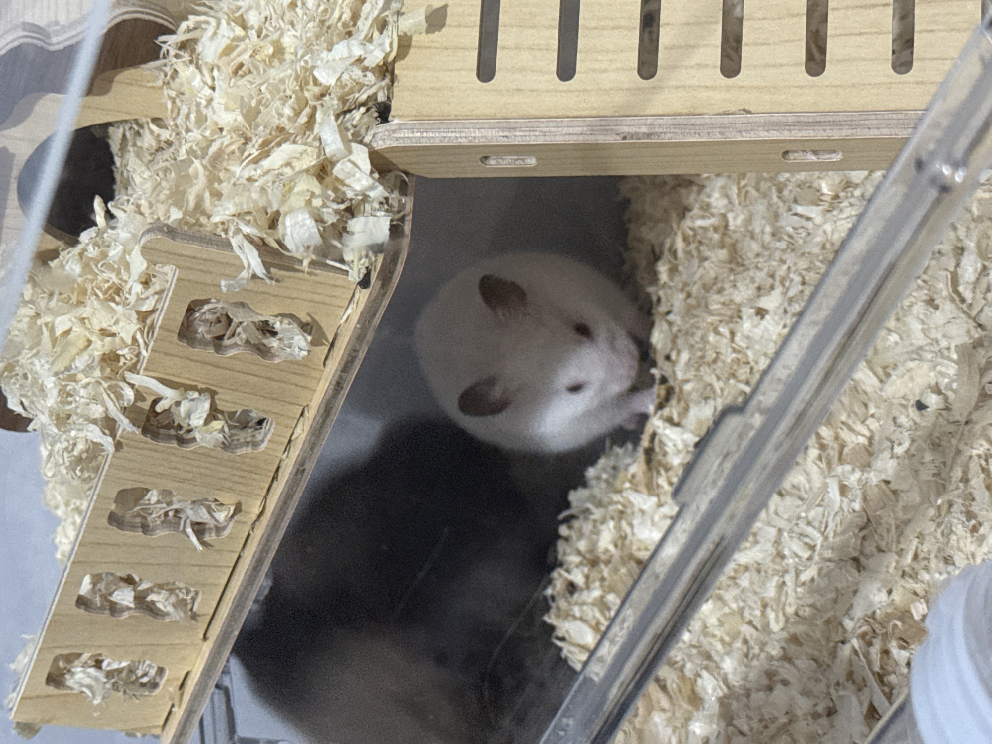 A white hamster with brown ears is visible in the center of the frame, nestled in a bed of wood shavings. The hamster is looking forward, with its nose slightly twitching. Behind the hamster, a dark, blurry shape suggests another hamster or an object. The enclosure features a wooden structure with cutouts, likely a multi-level habitat. The overall environment is the interior of a pet cage, filled with a soft, light-colored bedding material. There is no indication of Vostok, Kyrgyzstan, in the image.
