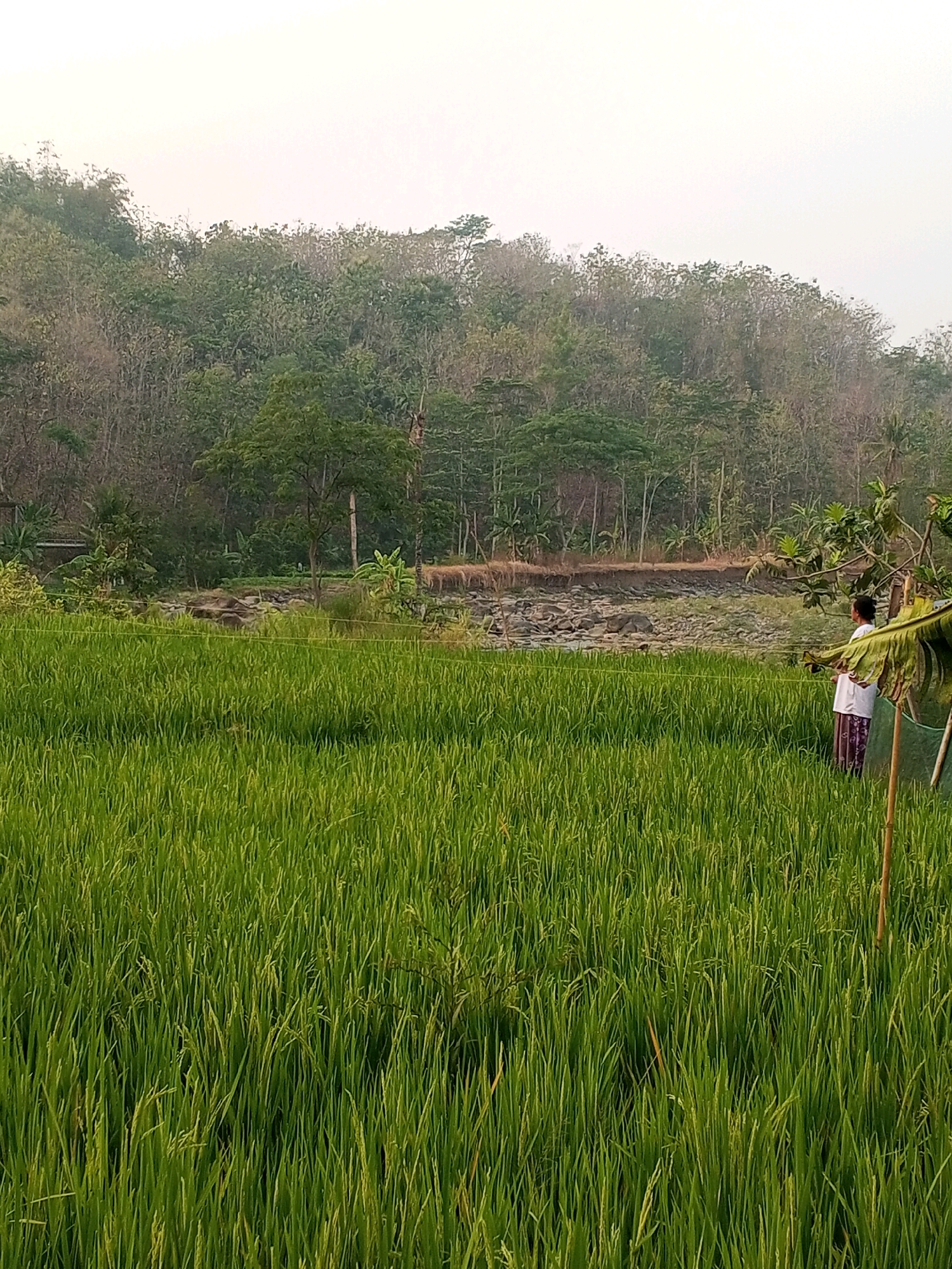 The image depicts a lush green rice paddy field in Kedungringin, Indonesia. The field is densely planted with rice stalks that reach to approximately waist height. In the middle ground, a person is visible, facing away from the camera and towards a treeline in the distance. The person appears to be wearing a white shirt and a patterned sarong. Beyond the rice field and the individual, there is a rocky riverbed with sparse vegetation. The background is dominated by a dense forest covering a hillside, with the sky above being a pale, overcast white. The overall impression is of a rural agricultural landscape.