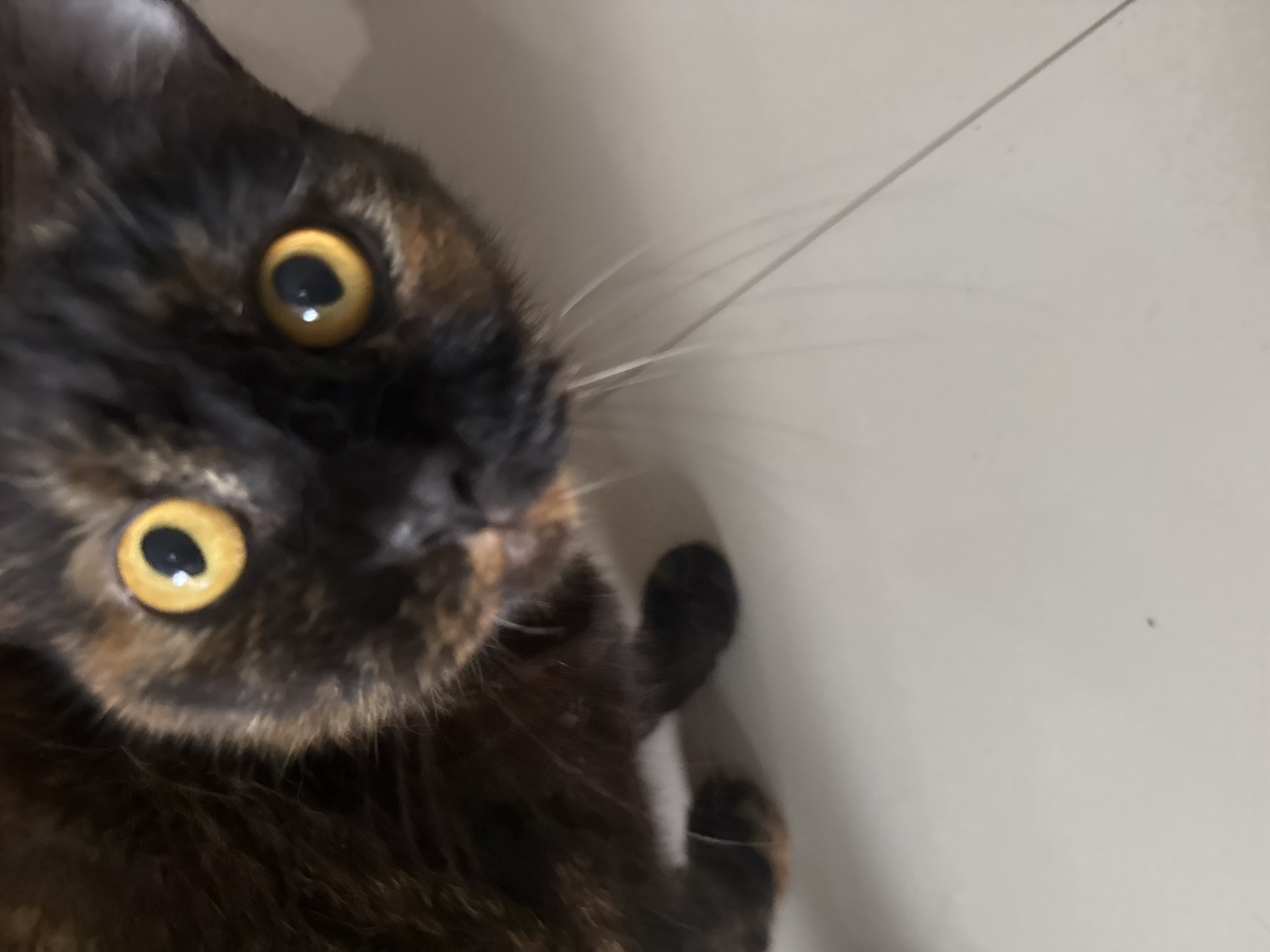 A close-up, slightly tilted, medium-shot photograph captures a tortoiseshell cat with striking golden eyes. The cat's fur is a mix of black and orange hues, and its whiskers are prominent against a light background. Part of its paw is visible. The background appears to be a plain, light-colored wall. There is no contextual information in the image to confirm a location in Denpasar, Indonesia.
