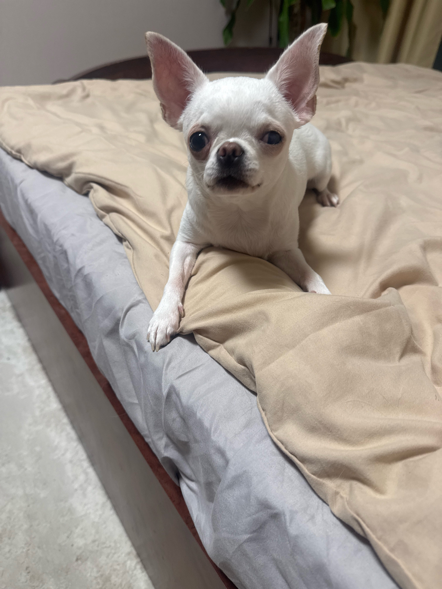 A white Chihuahua dog is lying on a bed with light brown and gray sheets. The dog is facing the camera with its head tilted slightly to the left. The dog's ears are large and pointed, and its eyes are dark and round. The dog's body is small and slender, and its paws are resting on the sheets. The background is out of focus, but it appears to be a room with some plants. The image was taken indoors.