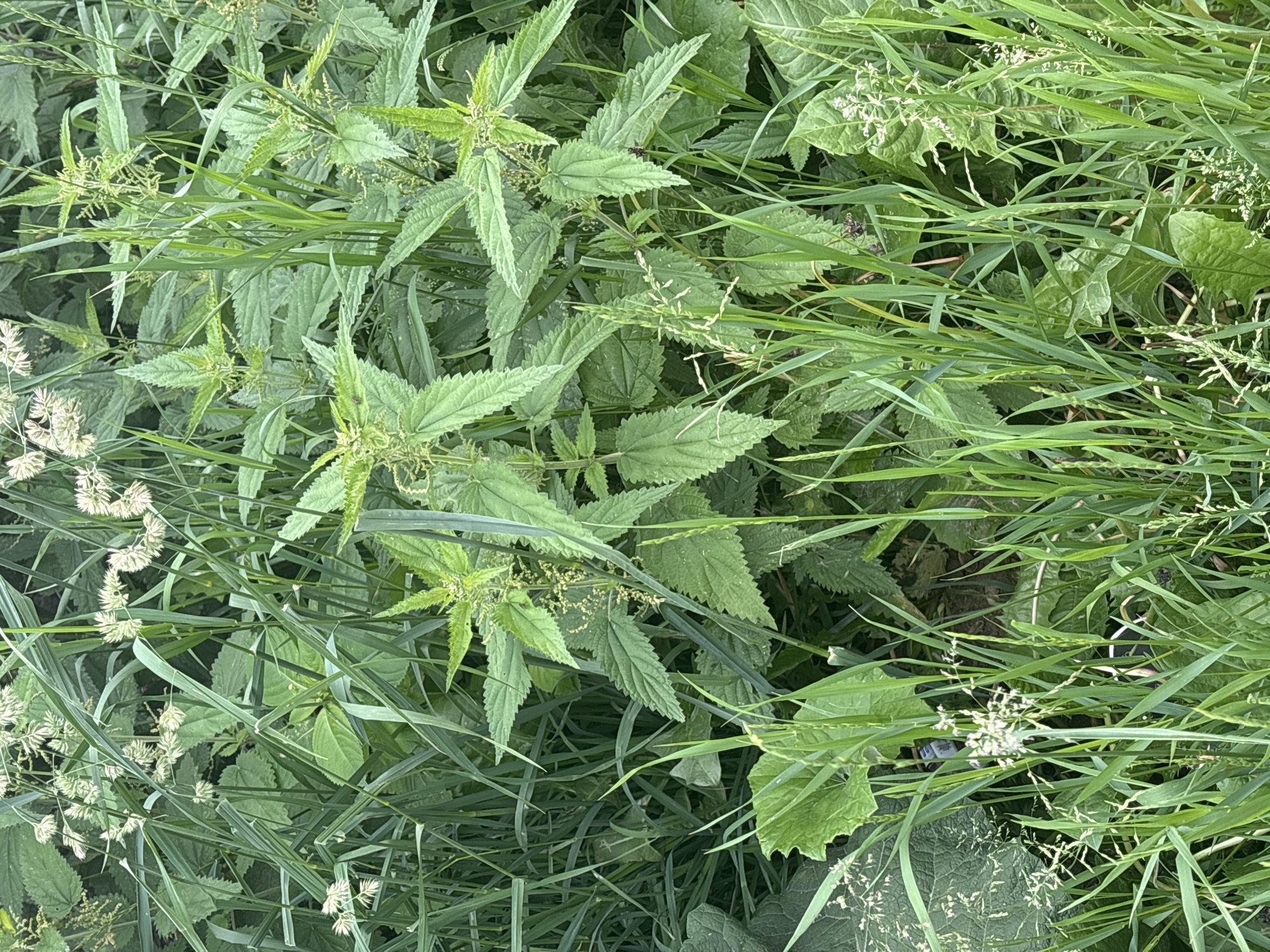 The image depicts a close-up, eye-level view of dense vegetation, predominantly nettles and grasses, in an outdoor environment. The plants are vibrant green, with various textures and shapes of leaves. Small white flower clusters are visible scattered amongst the greenery. The lighting suggests it is daytime. There are no people, animals, or man-made objects clearly discernible in the image. The scene appears to be a natural, uncultivated area, possibly a field or roadside verge. There is no specific visual information within the image to identify its location as Sinyavino, Russia.