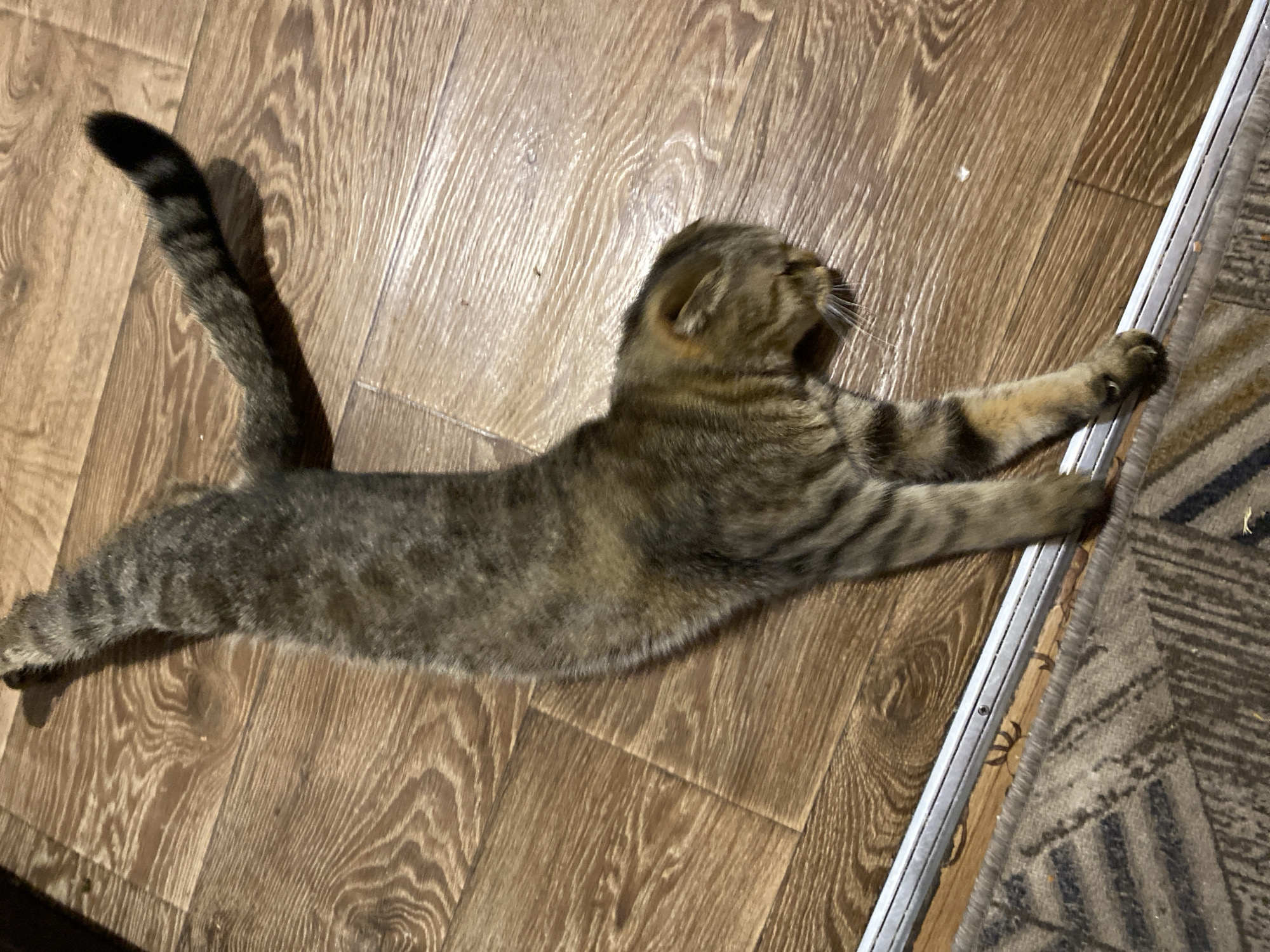 A brown tabby cat is stretched out on a wooden floor. The cat is lying on its side with its back arched. Its tail is extended behind it, and its head is turned to the side. The cat's fur is a mix of brown, black, and gray stripes. The wooden floor is made of planks with a light brown stain. A small section of a patterned rug is visible in the lower left corner of the image, bordering a silver metal strip. The scene appears to be indoors, possibly in a residential setting. The city of Маринопіль, Ukraine, is mentioned in the prompt, but there is no visual information in the image to confirm or deny this location.
