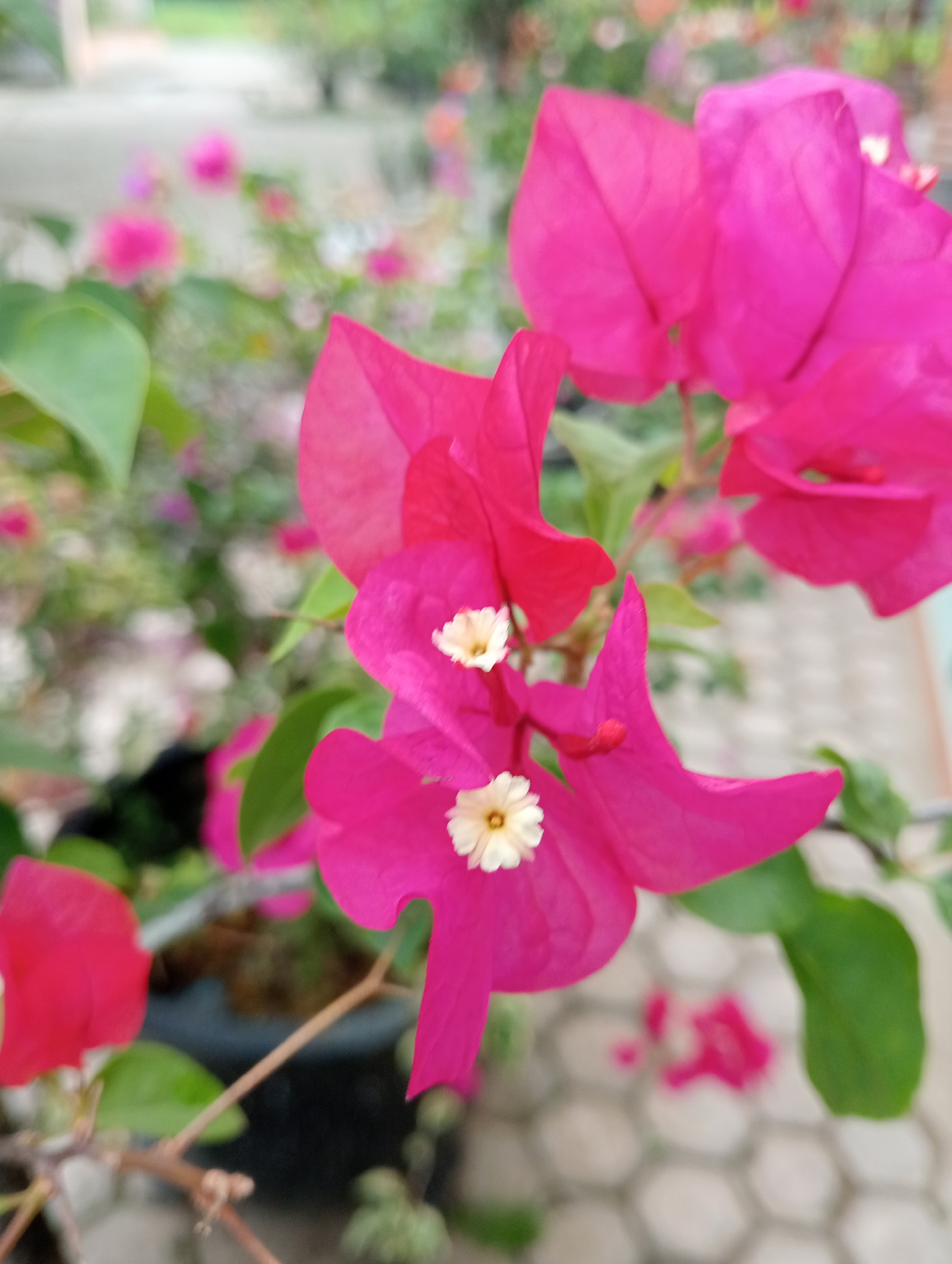 This is a close-up, high-angle shot of a vibrant pink bougainvillea plant in Baratpayaitek, Indonesia. The flowers, with their papery bracts, are the focal point, with two small, white, tubular flowers in the center of the prominent blooms. The plant is in a black pot, partially visible. The background is softly blurred, revealing a pathway or patio with hexagonal paving stones, and hints of other greenery and pink flowers. The overall impression is one of natural beauty and tropical flora.