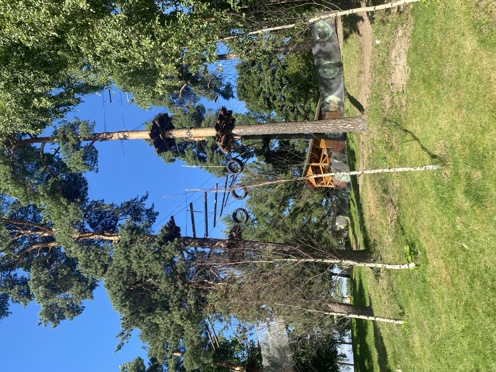 The image depicts an outdoor adventure park with a ropes course set amidst tall pine and birch trees under a clear blue sky. The park features wooden platforms attached to tree trunks at various heights, connected by suspended walkways, nets, and obstacles such as tires. In the background, a wooden structure, possibly a reception area or cafe, is visible, along with a black safety net displaying circular logos. The foreground is a grassy slope with several young birch trees. The scene suggests a recreational area designed for outdoor activities. The image does not contain any discernable landmarks or specific features that would indicate its location within Saint Petersburg, Russia.