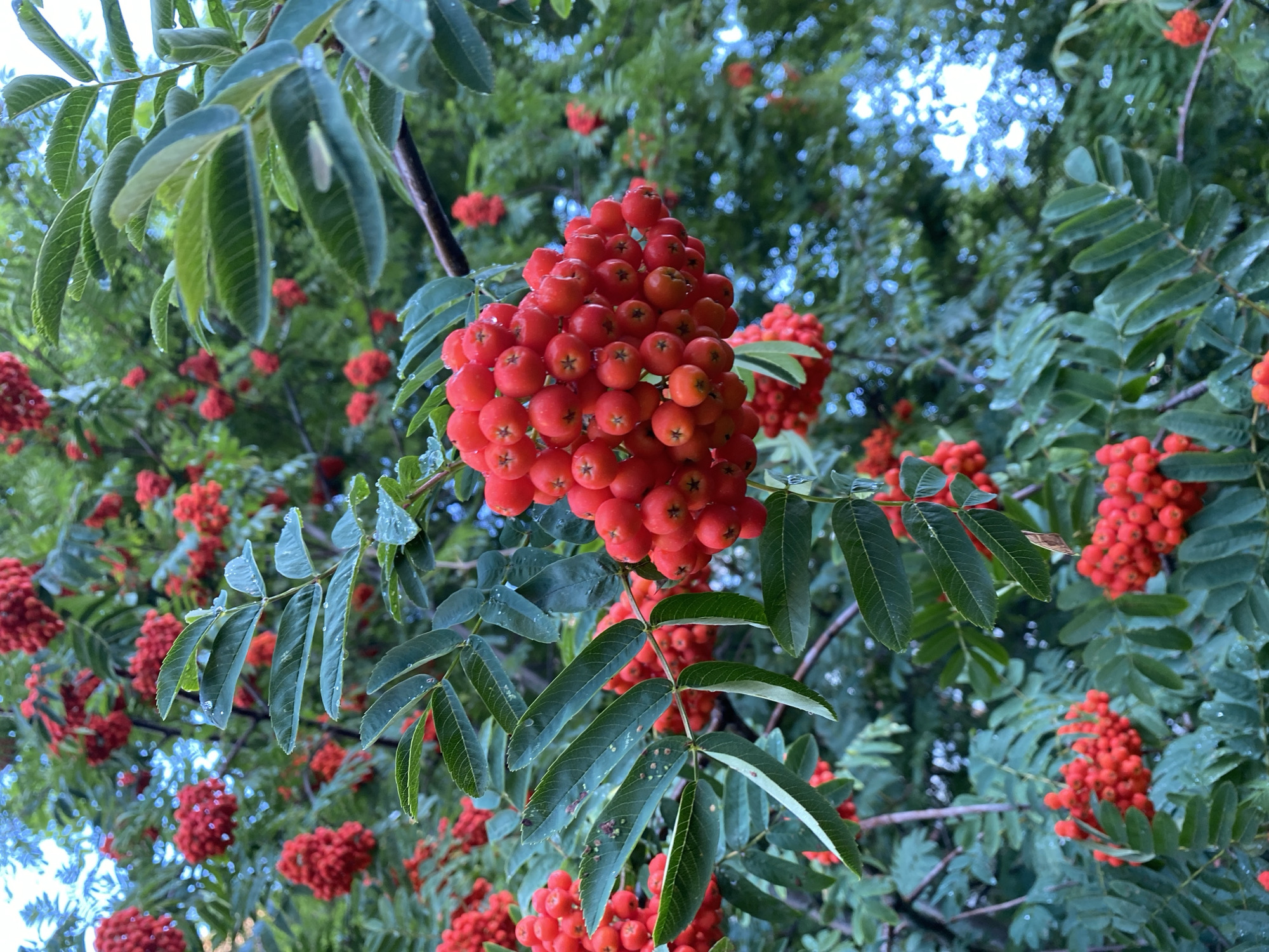 The image shows a close-up of a rowan tree with clusters of bright red berries. The berries are small and round, and they are clustered together in dense bunches. The leaves of the tree are green and feathery, and they are slightly wet, suggesting recent rain. The background is blurred, but it appears to be a garden or park setting with more trees and some sunlight filtering through the leaves. The overall impression is one of natural beauty and abundance. There are no people or animals visible in the image, and no specific landmarks are identifiable that would indicate a location within Kaliningrad, Russia.