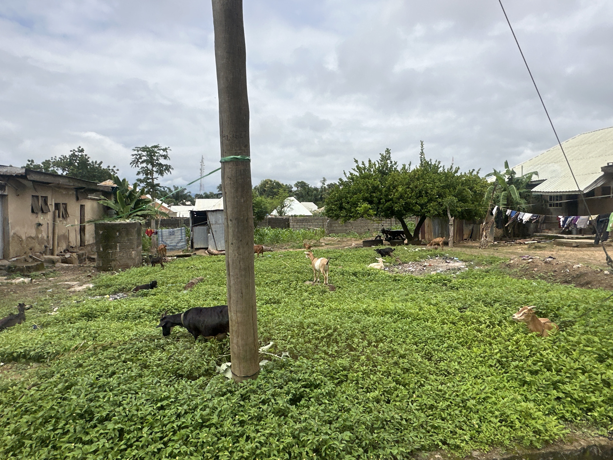 The image depicts a rural or semi-urban scene in Akwanga, Nigeria. The foreground is dominated by a dense, vibrant green carpet of low-lying vegetation, partially obscuring the ground. A large, rough-textured wooden pole, likely a utility pole, stands prominently in the center-left of the frame, secured by a green tie.
Several animals are scattered across the landscape. In the mid-ground, a black goat is visible to the left, grazing within the vegetation. Further to the right, a light-colored goat with brown markings stands on a slightly elevated area, facing away from the camera. To its right, a white goat lies down. In the background, more goats are present, some standing and some grazing. There are also at least three dogs in the scene: one black dog in the mid-ground left, another dark-colored dog near the background left, and a brown dog in the mid-ground right.
The background reveals a collection of buildings, suggesting a residential area. To the left, there are low-slung structures with weathered walls and open window frames. Further back, a larger building with a light-colored, corrugated metal roof is visible, with laundry hanging on a line in front of it. To the right, more buildings with similar metal roofing are present. Dense green trees and foliage are interspersed among the structures, indicating a tropical or sub-tropical environment. The sky is overcast with heavy, grey clouds. The overall impression is one of a modest, lived-in community.