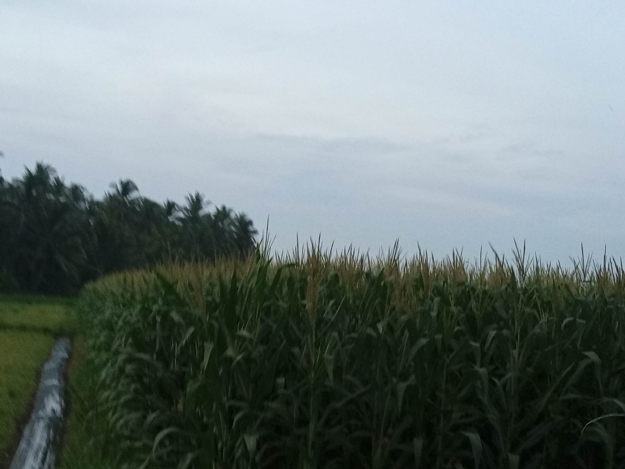 The image depicts a cornfield in Blang Mee, Indonesia, under a cloudy sky. The foreground is dominated by lush, green corn stalks, some reaching high above the others. A narrow, dark irrigation channel or pathway runs along the left edge of the field, bordered by more green grass. In the background, a dense line of trees, likely palm trees given the location, forms a dark silhouette against the lighter sky. The overall impression is of a rural agricultural landscape on an overcast day.