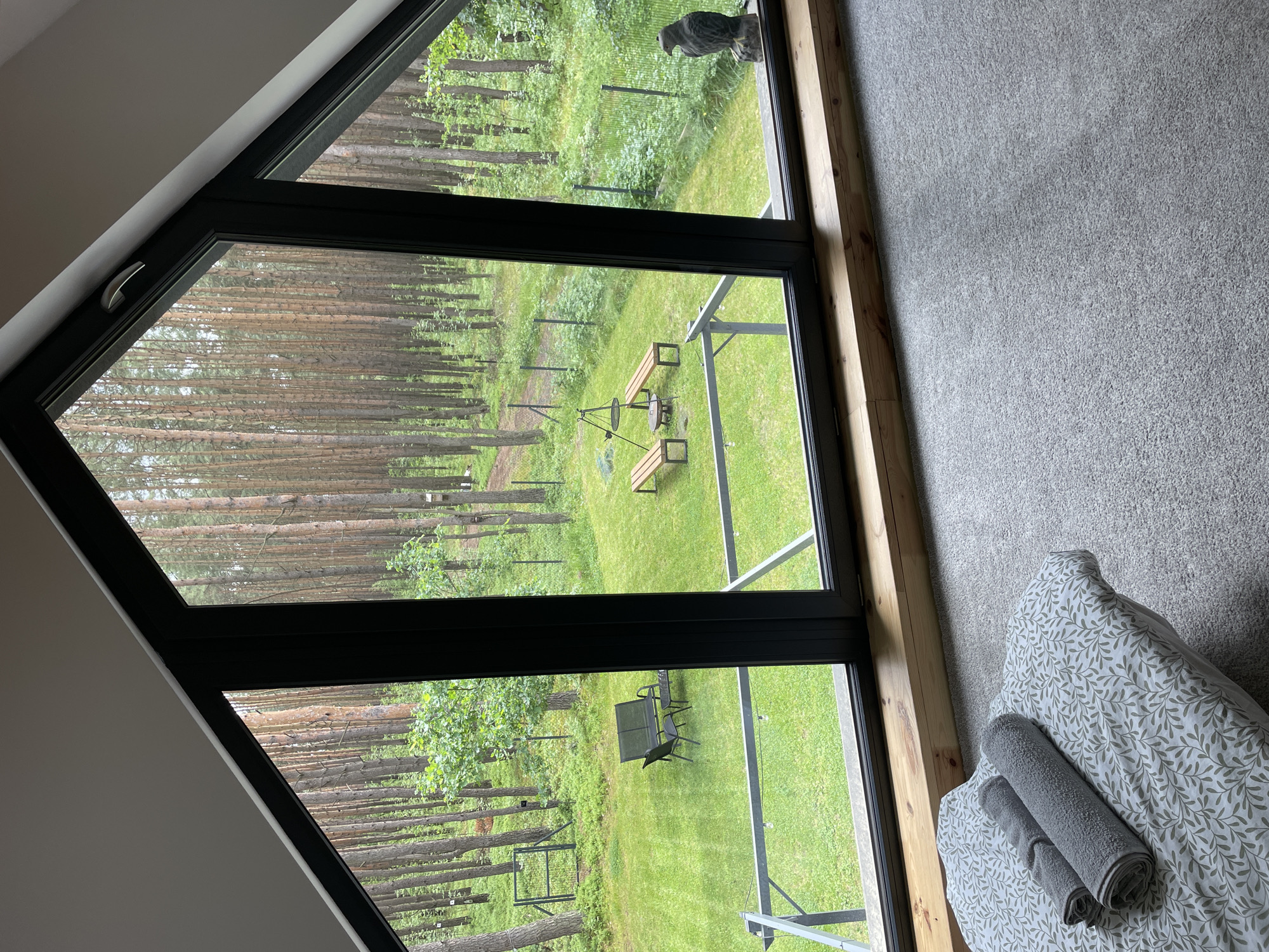 An interior view of a room overlooks a fenced-in yard and a forest through a large, multi-pane window. The window has a dark frame and is angled to follow the roofline of the room. In the foreground, on the floor, is a bed with a duvet cover featuring a green leaf pattern and two rolled-up grey towels on top. The floor is covered with grey carpet.
Outside the window, the yard is covered in green grass. There is a black metal patio set consisting of a table and two chairs on the left side of the yard. Further back, a fire pit with two wooden benches around it is visible. A path winds through the trees behind the fire pit. The yard is surrounded by a wire fence.
The background is dominated by a dense forest with tall, slender pine trees. The ground in the forest is covered with green undergrowth. On the far right side of the window, a dark statue of a bird of prey is perched on a rock on the windowsill. The sky is overcast, suggesting a cloudy day.