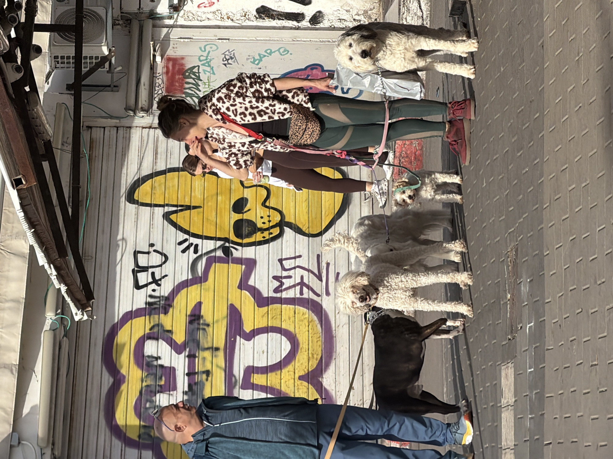 An urban street scene in Tel-Aviv, Israel, captured in daylight, displays a group of three individuals with five dogs on a paved sidewalk. The background features a metal rolling shutter heavily covered in yellow and purple graffiti, with black text overlay. Above, a weathered awning structure with exposed wiring and an outdoor air conditioning unit are visible against a white wall.
From left to right:
A balding man, wearing a teal zippered hoodie and blue pants, stands facing right. He has sunglasses perched on his head and holds a leash attached to a black, medium-sized dog with a white chest marking. The man wears grey and yellow athletic shoes.
Next to the black dog, a white, curly-haired, medium-large dog stands facing left. Another similar white, curly-haired dog is partially visible behind the first.
In the center-right, a woman with dark hair tied back wears a leopard-print fleece jacket over a black top, dark green leggings with mesh panels, and red-brown boots. She has a leopard-print fanny pack slung across her body and carries a silver shopping bag in her left hand. She holds multiple leashes, connecting to a small, light-colored scruffy dog positioned in front of her feet, and a large white and grey scruffy dog on the far right. The woman's mouth is slightly open, and she looks towards the left.
Behind this woman, partially obscured, is another woman wearing sunglasses, a white long-sleeved top, and dark brown leggings. She holds a clear cup with a beverage.
The ground is composed of grey rectangular pavers. Shadows indicate direct sunlight.