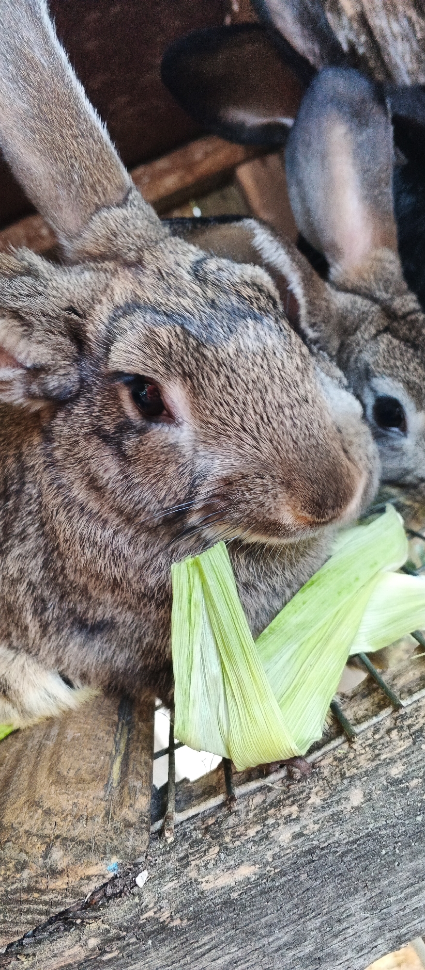 The image shows a close-up of two rabbits in a cage, with a portion of corn husks in the foreground. The rabbits are gray and brown, with one rabbit's head and eye prominently featured. The cage appears to be made of wire mesh and wood. The background is dark and out of focus. The scene is not set in the city of Smila, Ukraine, or any other identifiable urban location. The image appears to have been taken in a rural or agricultural setting.
