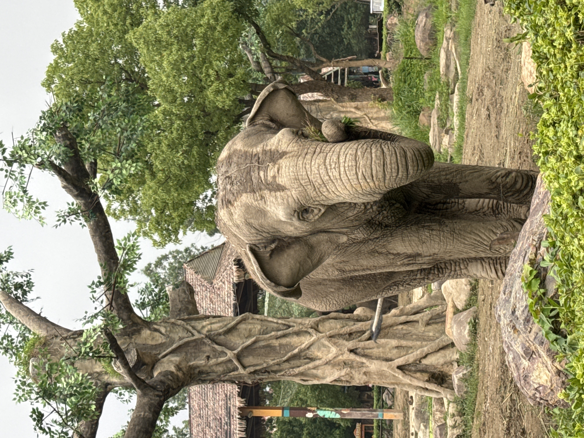 An elephant is depicted in an outdoor enclosure. The elephant is facing forward and appears to be eating some green foliage. It is a large, grey animal with wrinkled skin and prominent ears. The enclosure includes rocky terrain, patches of grass, and some large trees. In the background, there are some structures with thatched roofs, possibly part of an exhibit or zoo infrastructure. The sky is overcast. The image does not provide any specific location details for Pudong, China.