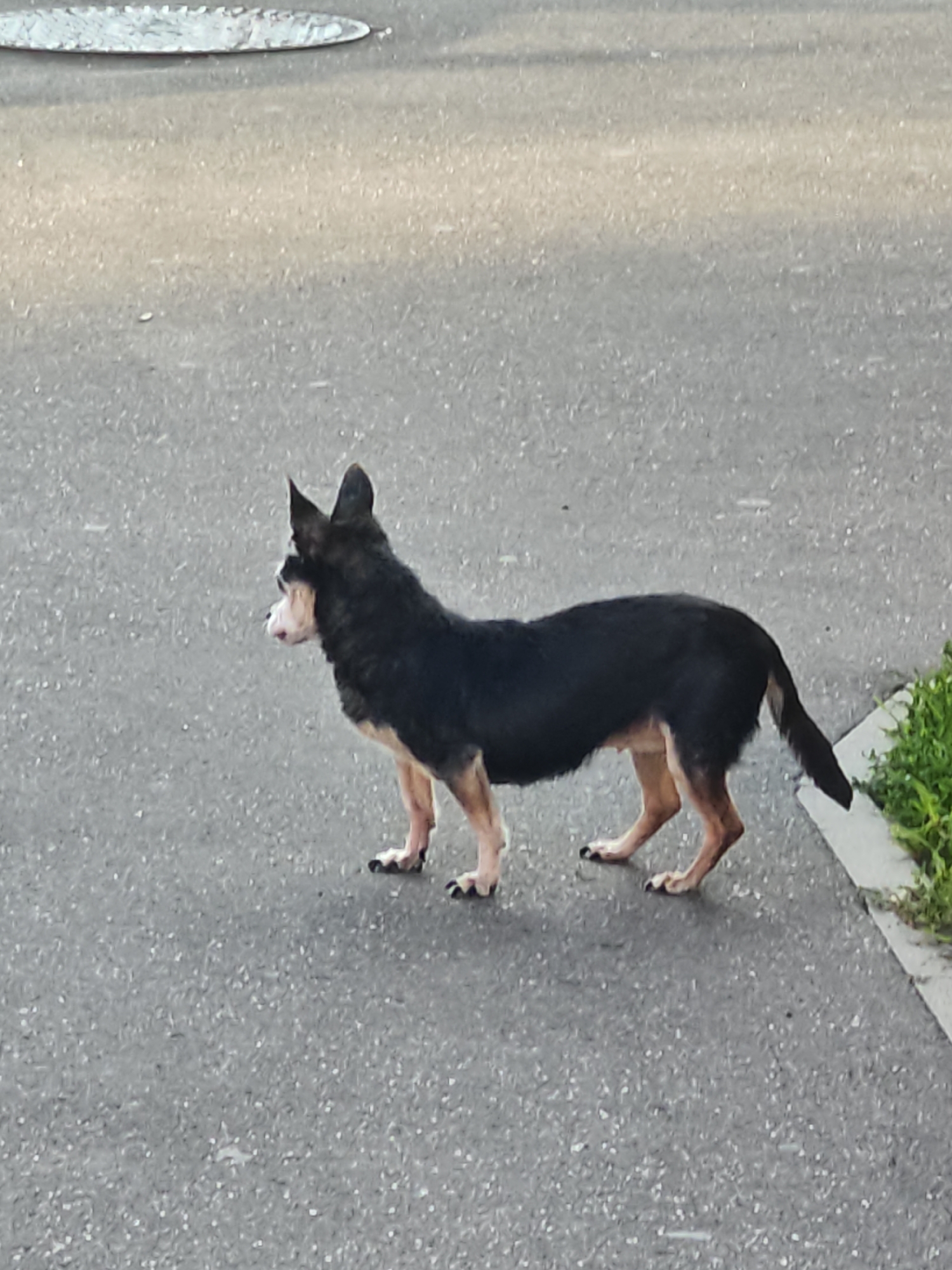 A small dog, predominantly black with tan markings on its legs and face, stands on a gray asphalt surface. The dog is facing to the left, with its head turned slightly. Its ears are pointed upwards. The background shows a light-colored area at the top, possibly a sidewalk or a manhole cover, and some green vegetation on the right side of the image, bordering the asphalt. The scene appears to be outdoors in an urban environment, potentially in the city of Shcherbinka, Russia, given the context provided. The lighting suggests it is daytime.
