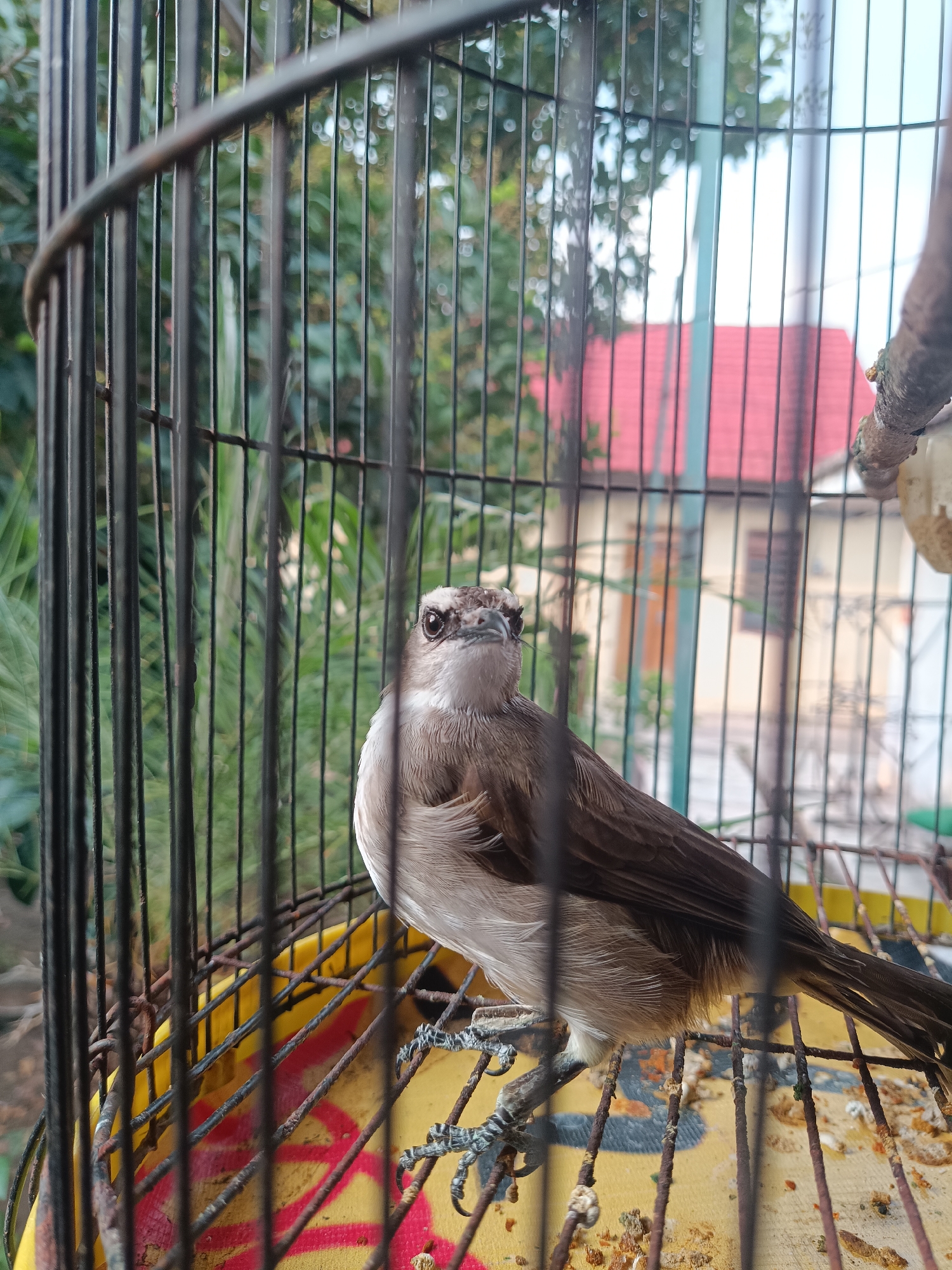 A small bird with brown and white plumage is perched inside a wire birdcage. The bird is facing the camera, with its head tilted slightly. The cage is positioned outdoors, with blurred green foliage and a building with a red roof visible in the background. The cage floor appears to be yellow with red markings and debris. The image captures a common sight in Jember, Indonesia, where domestic birds are frequently kept.