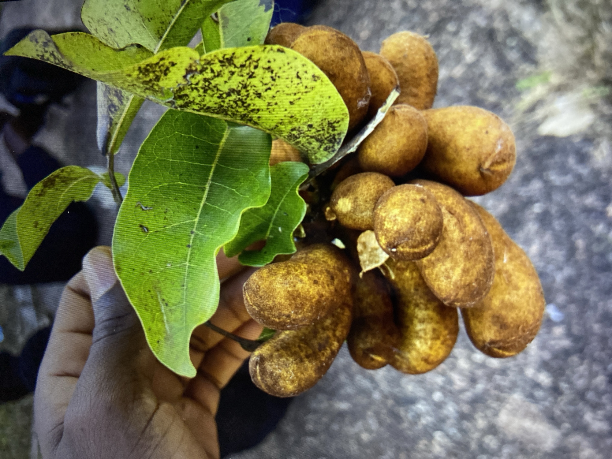 A close-up shot shows a dark-skinned person holding a bunch of brown, elongated fruits with green leaves attached. The leaves have black speckles. The location is Mararaba, Nigeria. The background appears to be a blurred concrete surface.