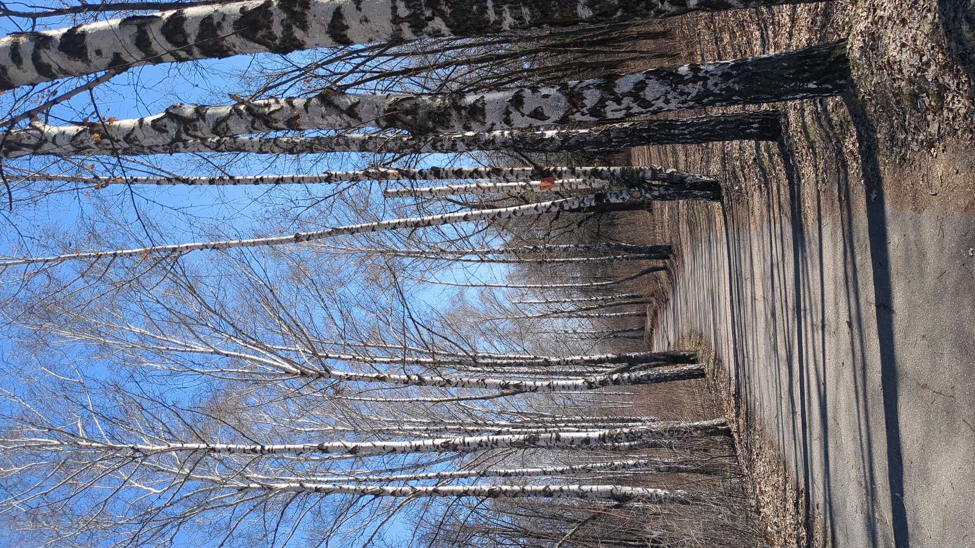 The image shows a path in a birch tree grove, likely in Ulyanovsk, Russia. The path is asphalt and runs along the right side of the frame. Rows of birch trees line the path on both sides, their white bark with black markings visible. The sky is blue and visible through the bare branches of the trees. The lighting suggests it is daytime. The environment looks sparse with foliage. The image is taken at ground level, looking down the path.