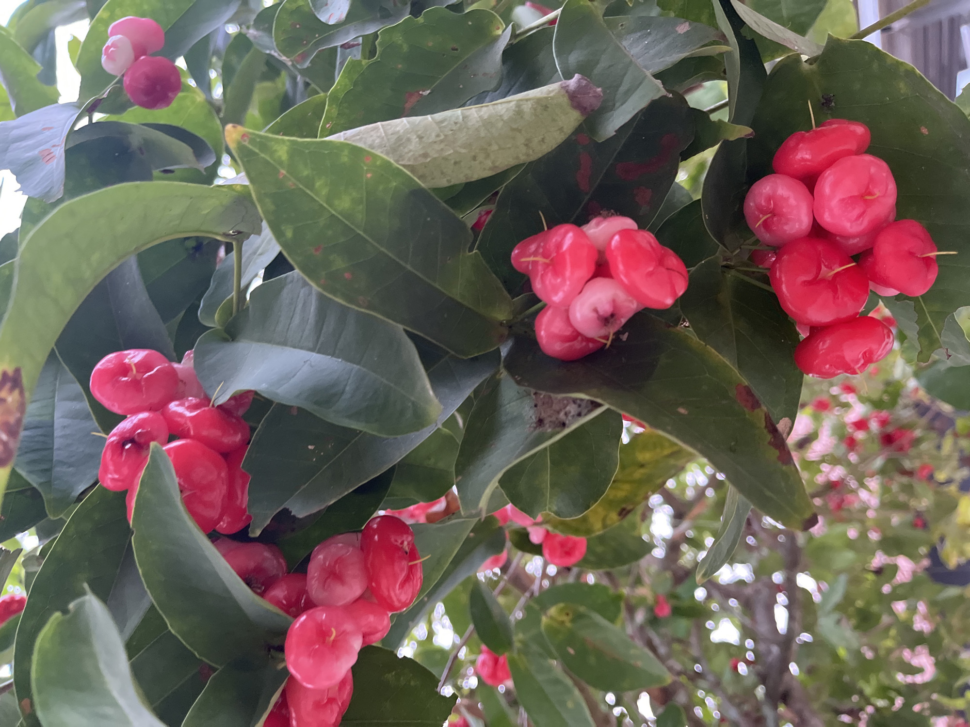 The image shows a close-up view of a tree branch laden with ripe, bright pink rose apple fruits. The fruits are clustered together, with some appearing as individual bell-shaped units and others grouped in bunches. They are interspersed among dark green, glossy leaves, some of which show minor spotting or browning. The background is softly blurred, revealing more branches, leaves, and hints of the sky, suggesting an outdoor environment. There are no people or animals visible in the frame. The scene appears to be located in a lush, tropical setting, potentially a garden or orchard in Kemangguhan, Indonesia, given the presence of this fruit-bearing tree.