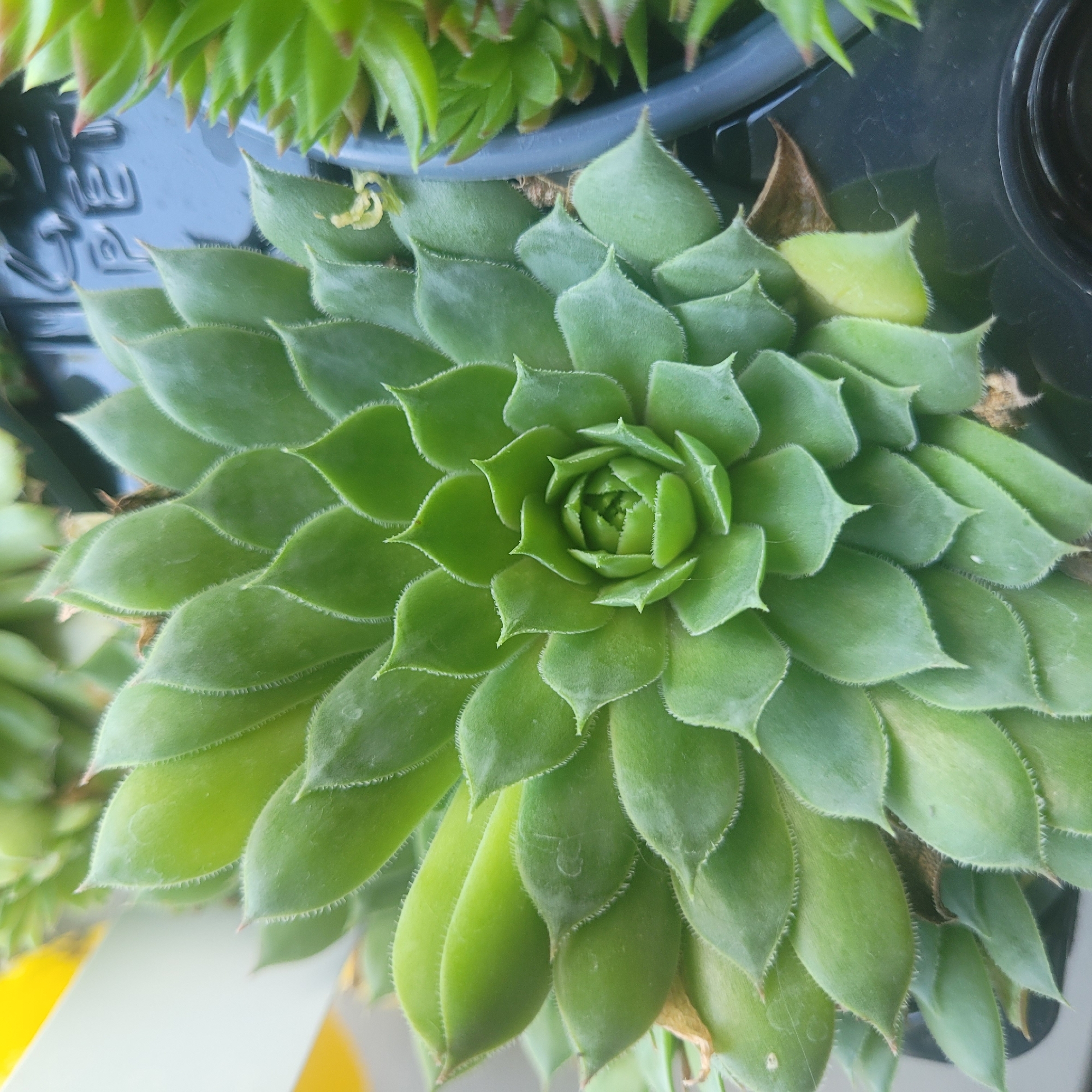 This is a close-up, high-angle shot of a vibrant green succulent plant, possibly a Sempervivum, with tightly packed leaves forming a rosette pattern. The leaves are fleshy, pointed, and edged with fine, white cilia. The plant is well-lit, highlighting its natural beauty and intricate details. In the background, a dark gray plastic container is visible, along with a yellow object and other greenery. The text "PET" is embossed on the side of the container. The overall setting appears to be outdoors, possibly in a garden or nursery, given the presence of multiple plants and the plastic container. The image does not provide any information or context about the city of Jūrmala, Latvia, or any people or actions occurring within the scene.