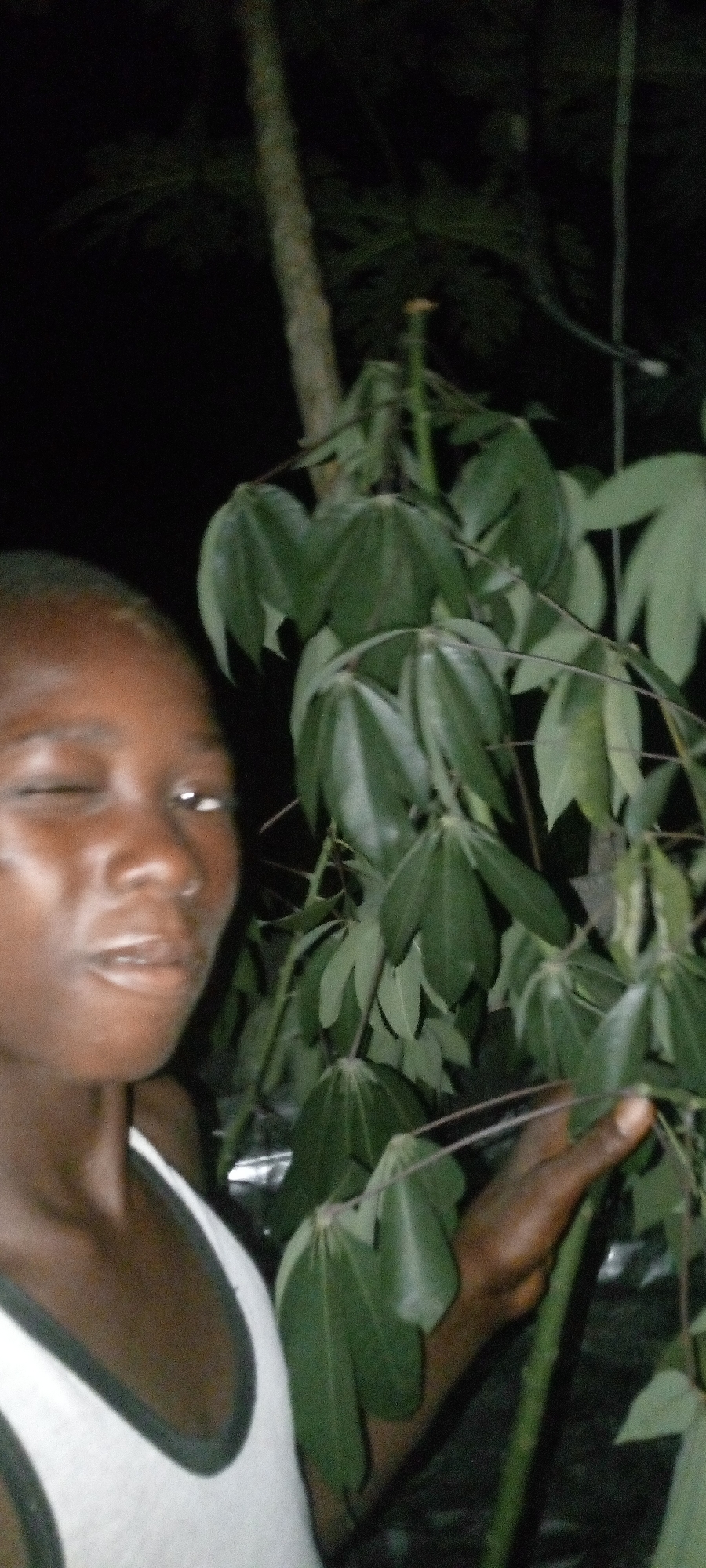 A close-up, dimly lit photograph taken at night shows a person, possibly male, with dark skin and short hair, wearing a white tank top with dark trim. The person's face is partially illuminated, showing a slightly opened mouth and one eye closed in a possible wink. To the right of the person is a cassava plant with large, multi-fingered green leaves and a visible stem. The background is very dark, with a suggestion of a tree trunk and more foliage. The location is likely Adankolo, Nigeria, given the prompt's specifications, but the immediate surroundings lack distinct urban features to confirm it. The person's right hand is partially visible, appearing to hold or touch one of the plant's stems.