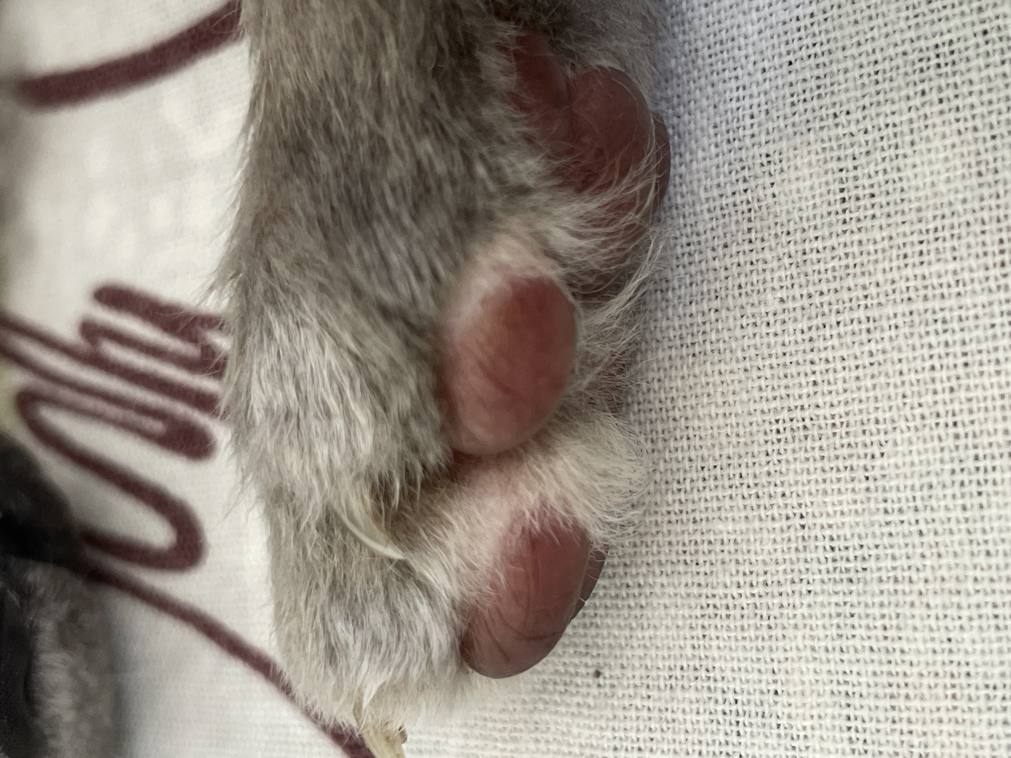 A close-up shot focuses on a cat's paw resting on a white textured surface, possibly a blanket or towel. The paw exhibits soft, grey fur, and the paw pads are a reddish-pink color. Some lighter fur is visible around the paw pads. The background is out of focus but appears to be a white surface with a faded maroon pattern. There is no discernible indication of a location in Trikomo, Northern Cyprus / Cyprus.