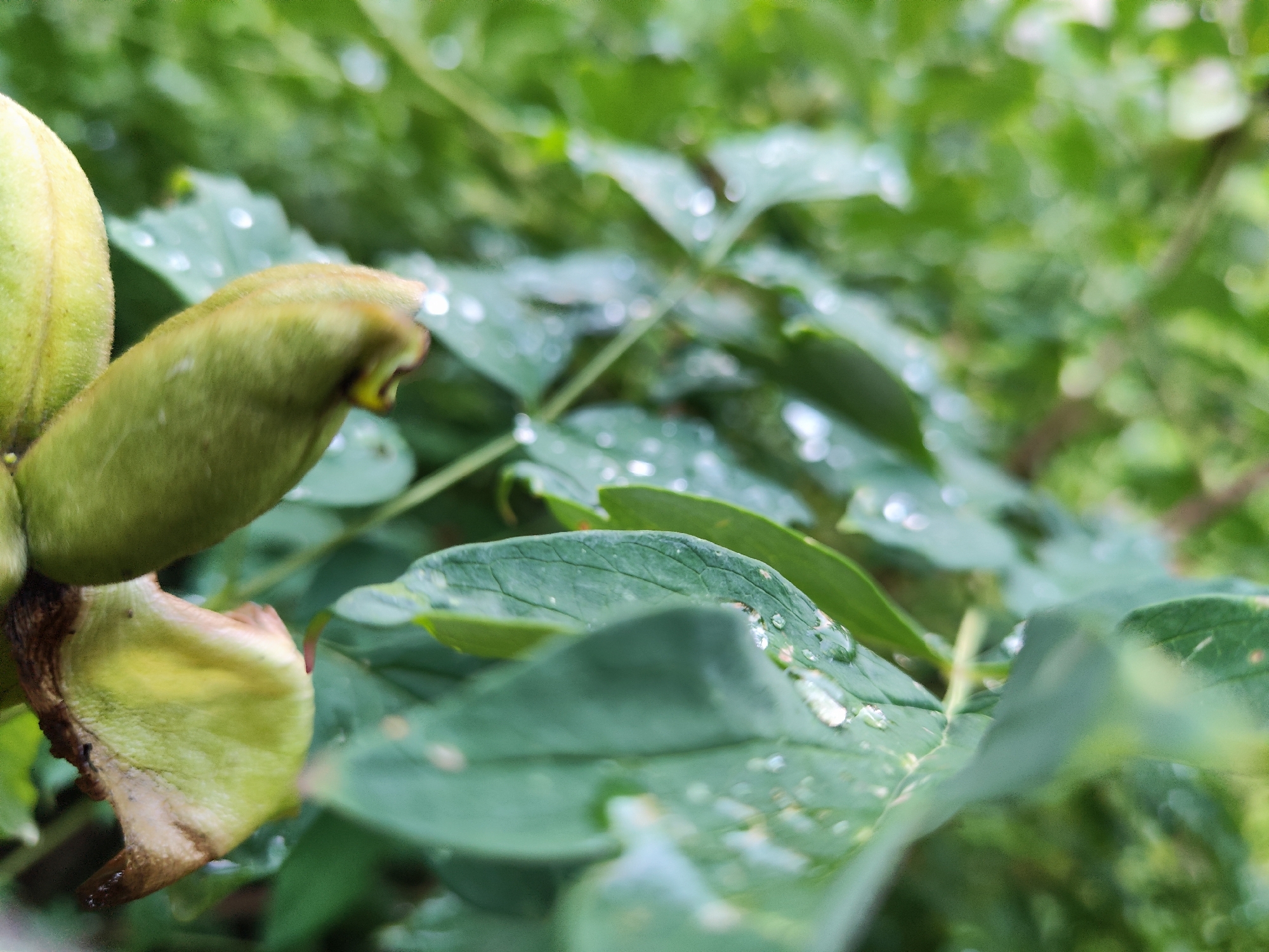 The image is a close-up, shallow-depth-of-field photograph of green plant buds and leaves, some of which are speckled with water droplets. The foreground is dominated by a large, pale green bud, possibly unfurling, with a darker, dry brown tip. To the right and behind the bud, several green leaves are visible, some with distinct veins and others out of focus. Water droplets are scattered across the surface of these leaves, reflecting light. The background is a soft blur of various shades of green, indicating more foliage. The lighting suggests an overcast or shaded environment. The image was taken in Makiivka, Ukraine.