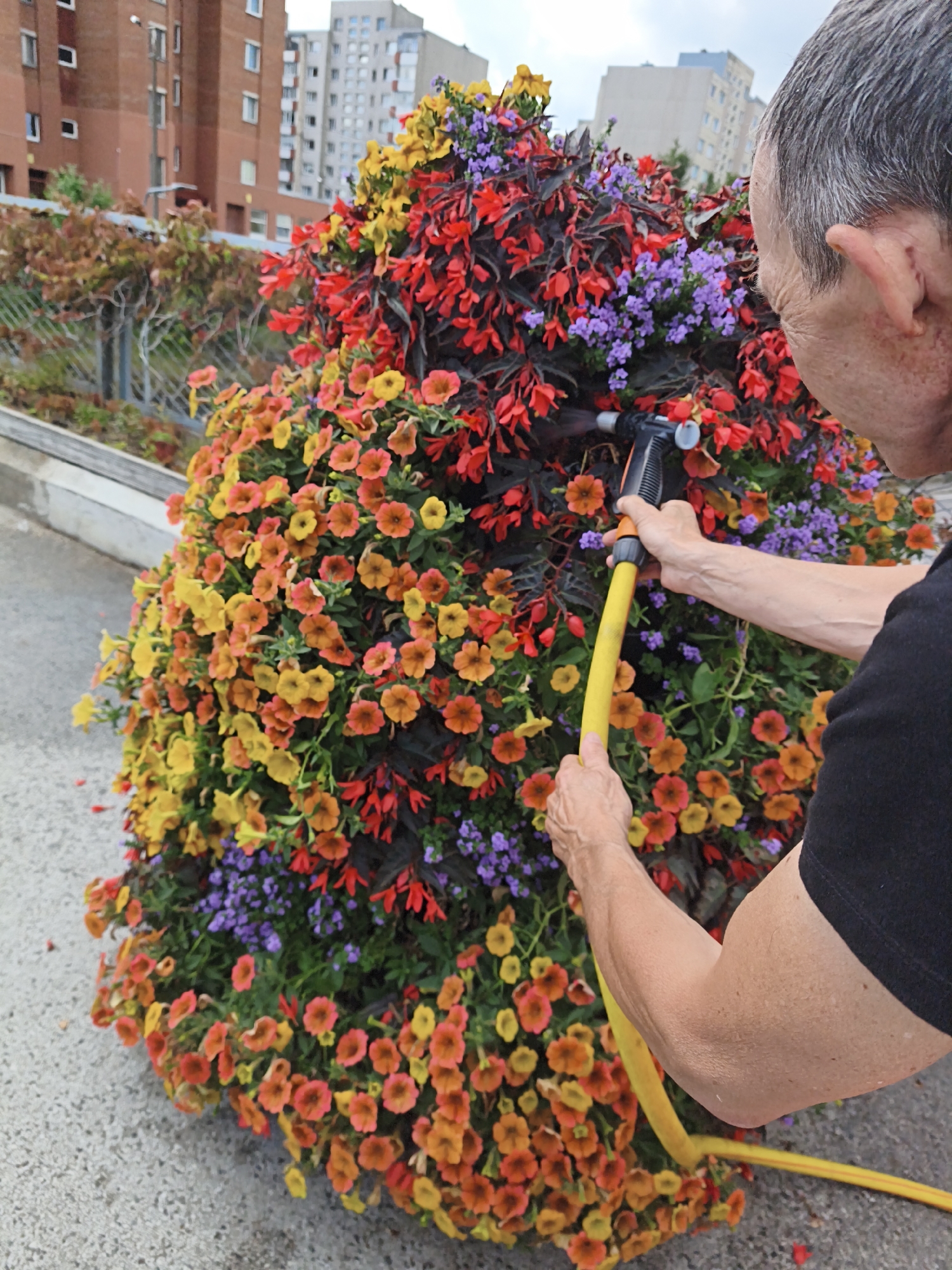 In Tallinn, Estonia, a person with graying hair is watering a large, colorful planter filled with red, yellow, and purple flowers. The planter is overflowing and cascades downwards. The person is wearing a black t-shirt and is holding a yellow hose with a black and orange nozzle. In the background, there are tall, multi-story buildings, typical of an urban environment. The ground appears to be a paved surface. The overall scene depicts an act of urban gardening.