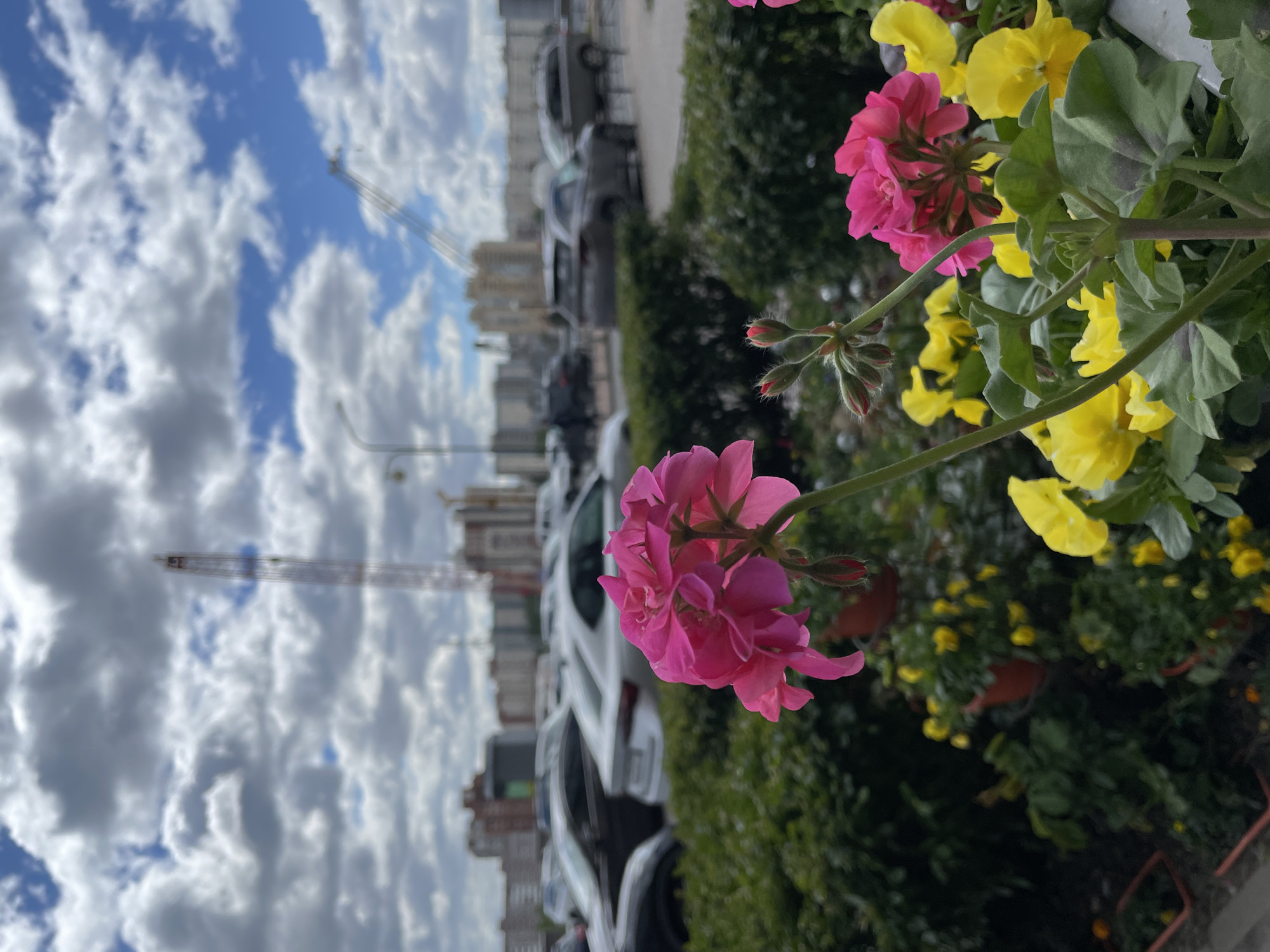 The image depicts a close-up view of pink and yellow flowers in the foreground, with a backdrop of buildings, cars, and a cloudy sky. There are cranes visible in the sky, suggesting ongoing construction. The location can be identified as Saint Petersburg, Russia, based on the architectural style of the buildings and the presence of cranes in the construction area, which is typical of the city's ongoing development. The objects include flowers, buildings, cars, cranes, and clouds. The environment is an urban setting with a combination of nature and city infrastructure. There are no people visible in the scene.