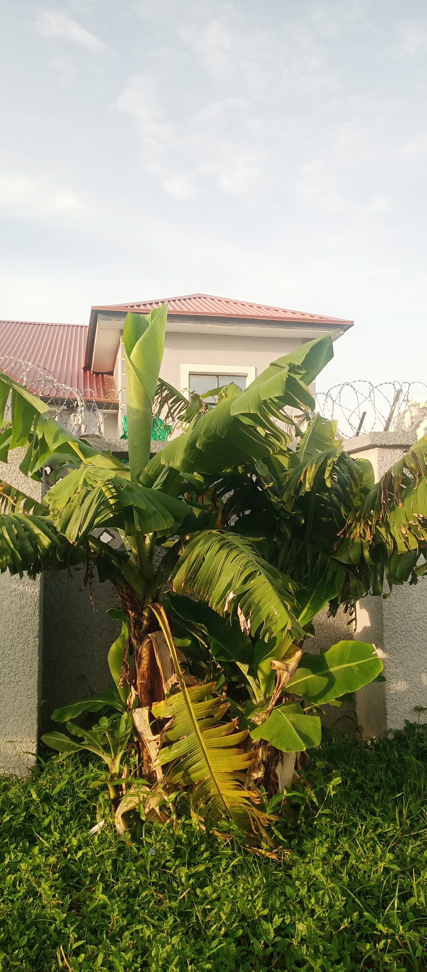 The image depicts a residential scene with a banana tree in the foreground. Behind the tree, a building with a red tiled roof is visible, separated by a grey concrete wall topped with barbed wire. The sky above is partly cloudy. The banana tree has large green leaves, some of which are yellowing and appear dry. The ground around the tree is covered with green grass and some weeds. The overall scene suggests an outdoor environment in a built-up area.