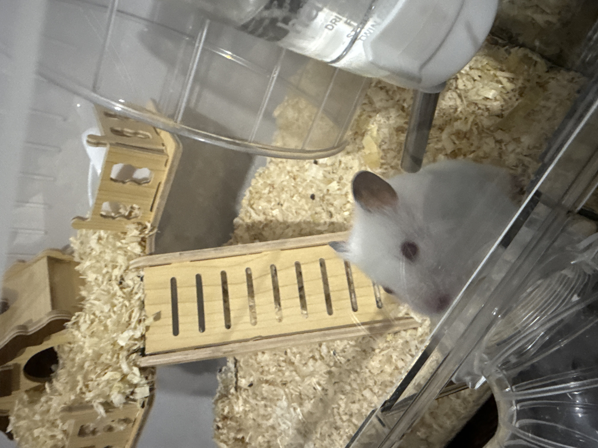 The image depicts a white hamster in its enclosure, which appears to be a multi-level habitat made of clear plastic and wood. The enclosure is filled with wood shavings, providing bedding for the animal. Several wooden elements are visible, including a small house-like structure with an arched opening, a ramp with horizontal slats, and a miniature fence-like structure. A water bottle with a metal sipper tube is attached to the side of the enclosure. In the background, a transparent hamster wheel is partially visible. The hamster itself is positioned in the foreground, facing towards the left side of the frame. Its fur is white, and its eyes are dark. The lighting suggests an indoor environment. There is no information in the image to suggest a location in Vostok, Kyrgyzstan.