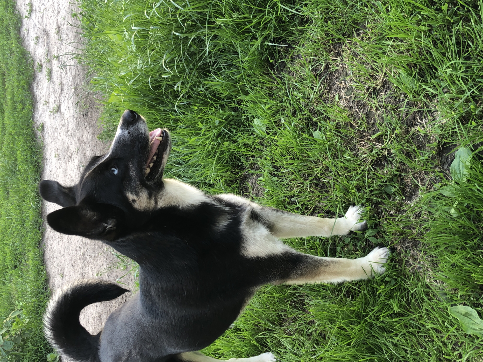 A medium-sized dog with black and white fur and striking blue eyes stands in a grassy area. The dog is facing to the right, with its mouth slightly open and tongue visible. Its tail is curled over its back. The background consists of green grass and a dirt path. The image appears to have been taken outdoors, possibly in a park or backyard. There are no people visible in the image.