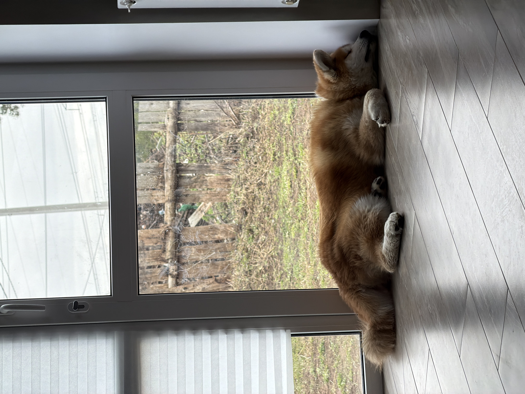 A large, tan and white Akita dog is lying on a tiled floor against a window. The window looks out onto a yard with trees and shrubs. The dog is positioned with its head against the corner where the window frame meets the wall. A white vertical blind is partially covering the lower part of the window. The image suggests an indoor setting. The location is Chaikovsky, Russia.