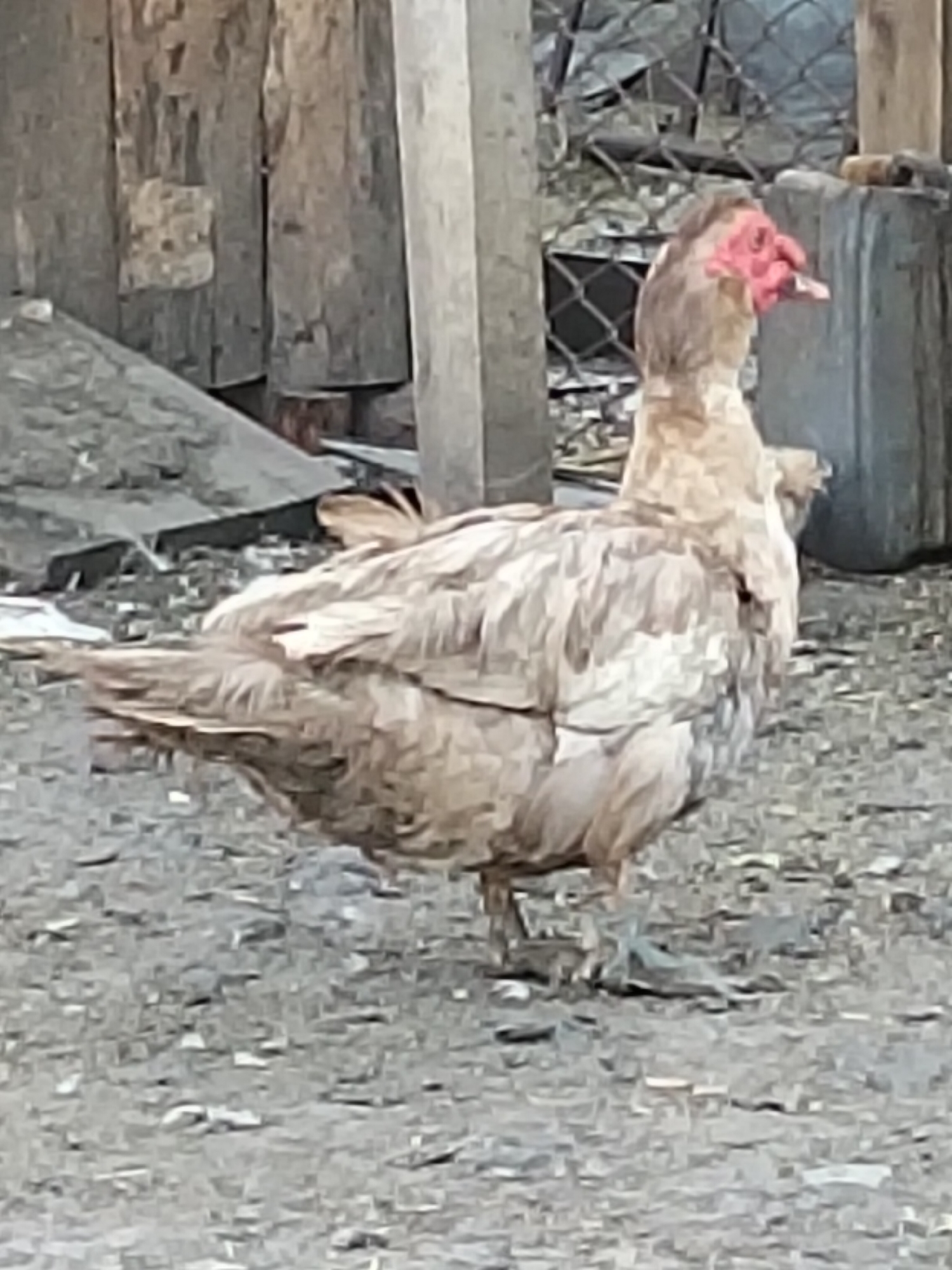A Muscovy duck with light brown and white plumage stands on a gravelly surface. The duck has a reddish, warty face. In the background, there are weathered wooden structures, a chain-link fence, and a gray cylindrical object. The scene appears to be in a rural or outdoor setting in Ustyvytsia, Ukraine.