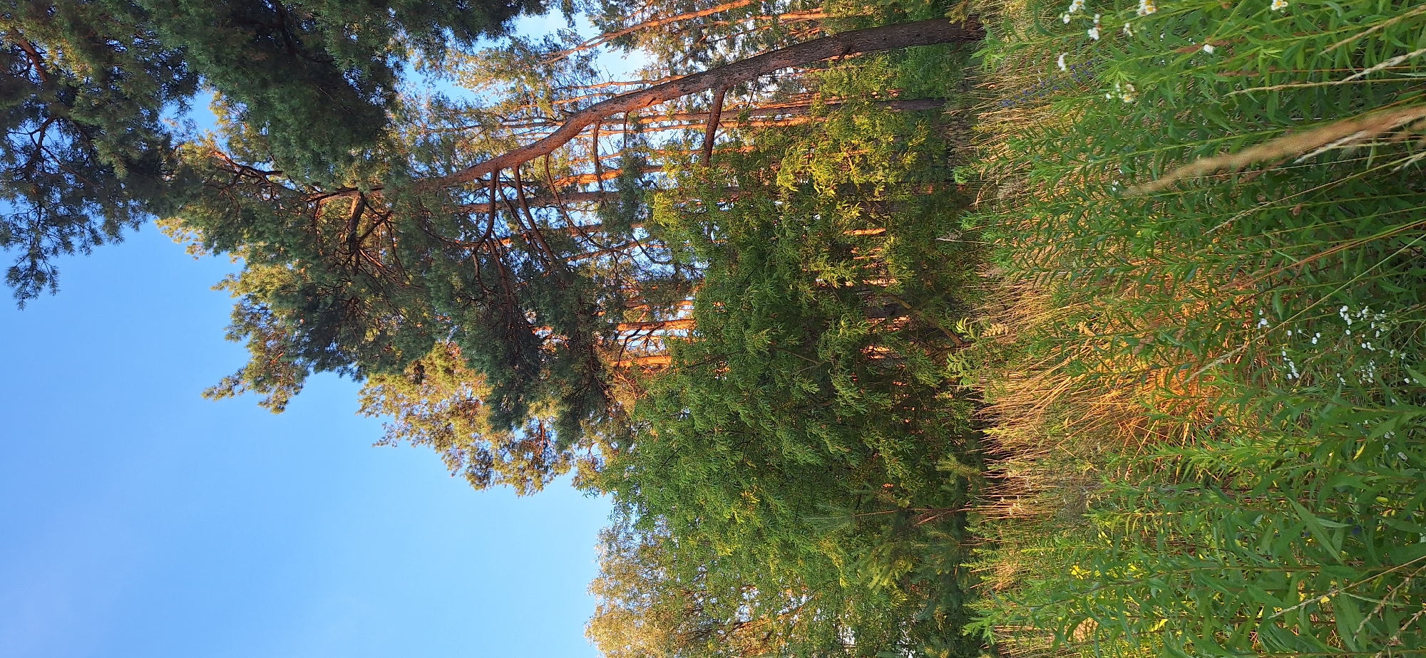 This is a high-angle, eye-level outdoor photograph of a forest edge with a clear blue sky. In the foreground, there is tall green grass and some smaller white flowers. The middle ground is dominated by a dense stand of deciduous trees with vibrant green leaves. Behind these, a stand of tall pine trees with reddish-brown bark are visible, their needles silhouetted against the sky. The lighting suggests it is late afternoon or early evening, with the sun casting a warm glow on the trees. The scene depicts a natural environment, likely on the outskirts of a city or in a rural area.
