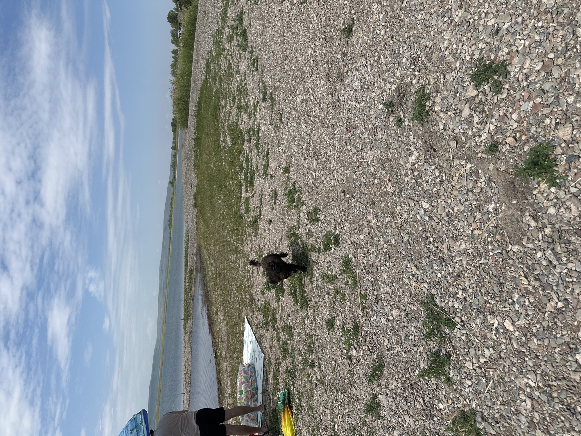 A black poodle dog is running on a rocky beach next to a body of water. A person in black shorts and a light-colored shirt is standing on the left side of the image, partially obscured by a blue and white umbrella. Nearby on the ground is a blue and white inflatable pool and a yellow and green object, possibly a toy. The background features a wide expanse of water, low hills, and a cloudy blue sky. The location is identified as Novonikolaevka, Russia.