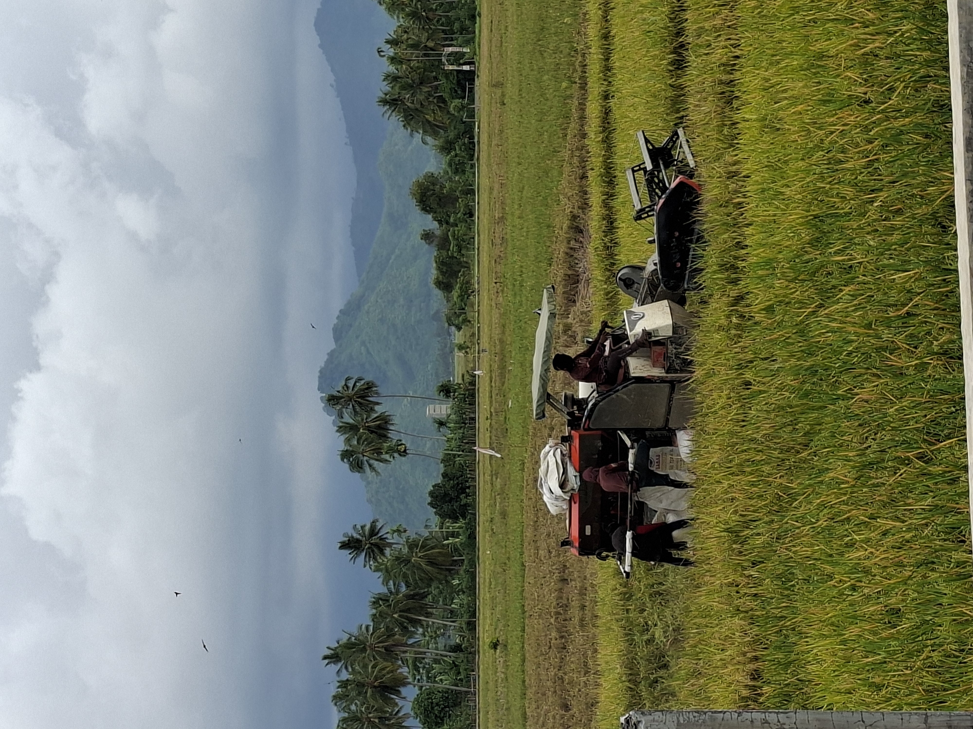 In Meunasahdayah, Indonesia, a rice paddy is being harvested under a cloudy sky. A combine harvester, predominantly red and white, is actively working in the field. Two individuals are visible near the rear of the machine, one appearing to be operating it while another is positioned on the side. They are surrounded by tall, green and yellow rice stalks. In the background, a line of palm trees stands against a backdrop of lush green mountains. Several birds are also visible in the sky. The overall scene depicts agricultural activity in a rural Indonesian setting.