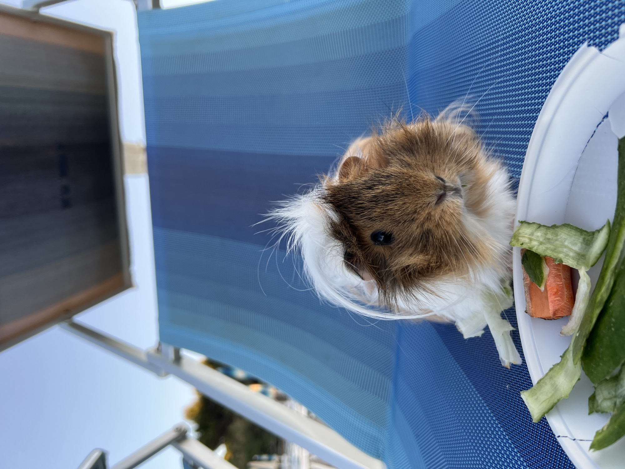 A guinea pig with brown, white, and tan fur sits on a blue and white striped lounge chair outdoors. It has a fluffy white crest of fur on its head. In the foreground, a white paper plate holds chopped carrots and cucumber peels. The background shows a bright blue sky and out-of-focus trees and structures, suggesting a sunny day in Peschici, Italy, likely near a beach or resort.