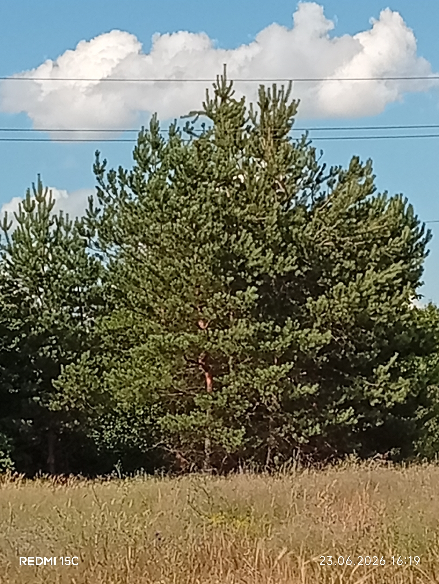 This is a medium shot of a large pine tree in a field with dry grass in the foreground. The tree is lush and green, with its branches reaching upwards and outwards. The field is covered in tall, dry grass, suggesting a dry or late summer season. In the background, a few other smaller pine trees are visible, and beyond them, a bright blue sky with fluffy white clouds. Two thin, dark power lines are stretched horizontally across the upper portion of the image. The scene appears to be a natural, outdoor setting.
There are no people or specific objects visible other than the trees and power lines. The activity is static; the image captures a moment of stillness in nature. The time of day appears to be daytime, likely afternoon, given the bright sunlight and clear sky. The weather seems fair and sunny.
The visible text includes "REDMI 15C" in the bottom left corner, indicating the phone used to take the photo, and "23.06.2026 16:19" in the bottom right corner, which is a timestamp indicating the date and time the photo was taken. The location context provided is Mykolaivka, Ukraine.