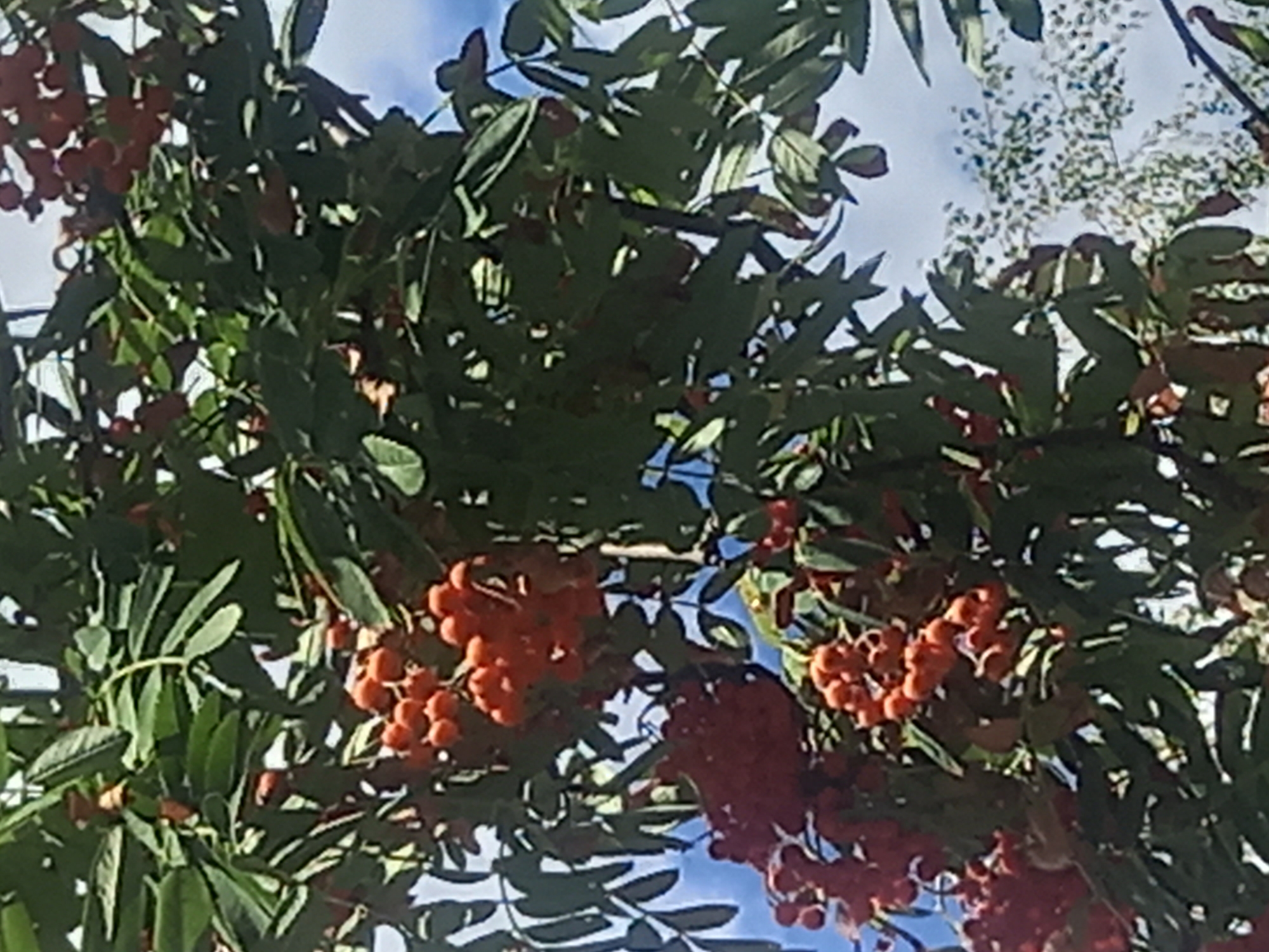 A low-angle, full-shot photograph captures a cluster of rowan berries on a tree against a sky with a few clouds. The berries are bright orange-red and are clustered in bunches on branches covered in dark green leaves. The light casts shadows across the leaves and berries, highlighting the vibrant colors. The background consists of a pale blue sky interspersed with white clouds and the blurred foliage of another tree. The image is taken from below, looking up into the branches.