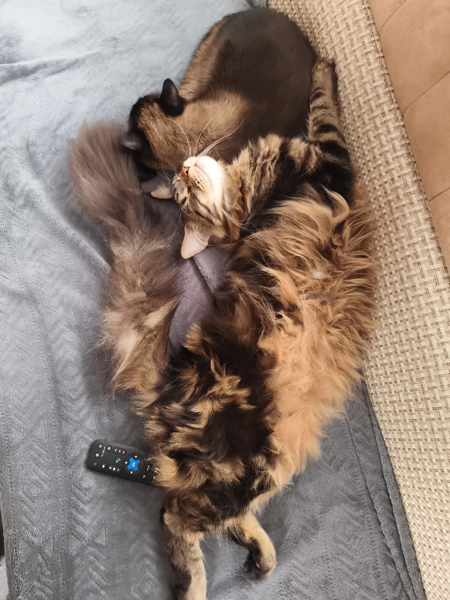 Two cats are resting together on a soft, light grey blanket with a chevron pattern. In the foreground, a large, fluffy, long-haired tabby cat with rich brown, black, and ginger markings is stretched out on its back, appearing to be sound asleep. Its head is tilted upwards, revealing its closed eyes and contented expression. Its light-colored belly fur is visible, and its tail curves around its body.
Behind the tabby cat, a second cat with dark brown fur and point coloration (lighter body, darker head and extremities) is curled up, with its head resting near the tabby's tail or lower back. Its face is mostly obscured. The cats appear relaxed and comfortable.
To the right of the cats, part of a beige, textured sofa or bed frame is visible. A black remote control is placed on the grey blanket near the tabby cat's lower body. The remote has a prominent blue "OK" button, directional arrows, power, volume, channel, and number buttons, as well as icons for a microphone and mouse pointer. The overall scene suggests a calm and cozy indoor environment.